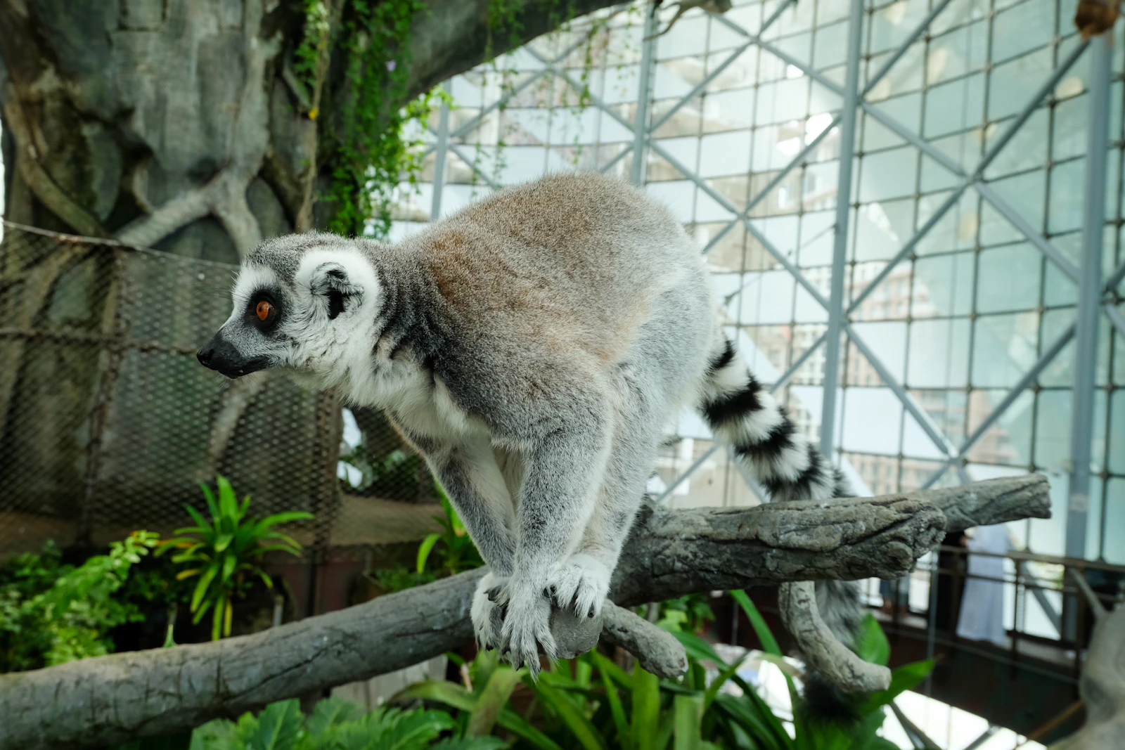 Ring-tailed lemur on a branch inside the glass bio-dome at The Green Planet, Dubai
