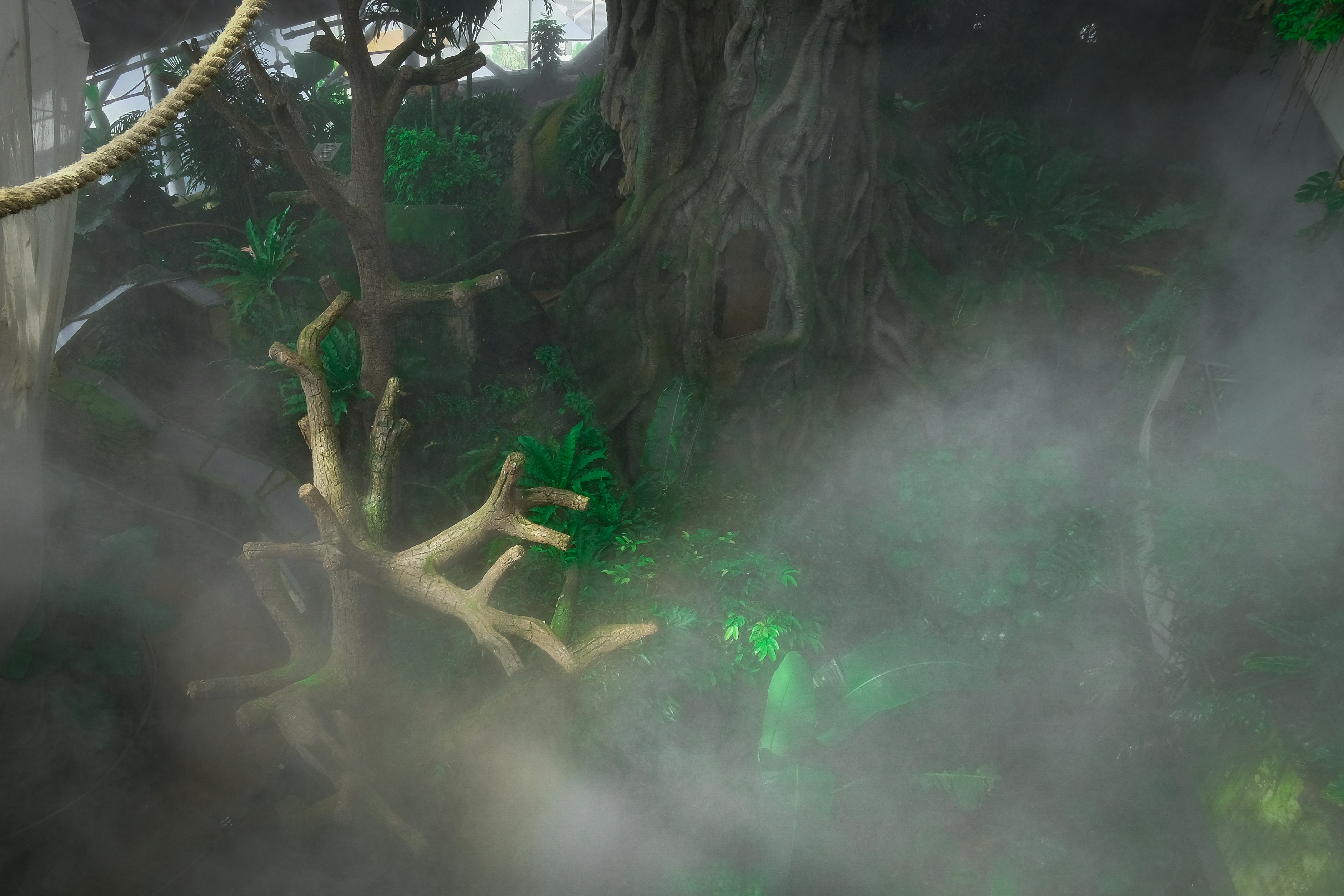 Dense tropical foliage and large tree trunks shrouded in thick white mist