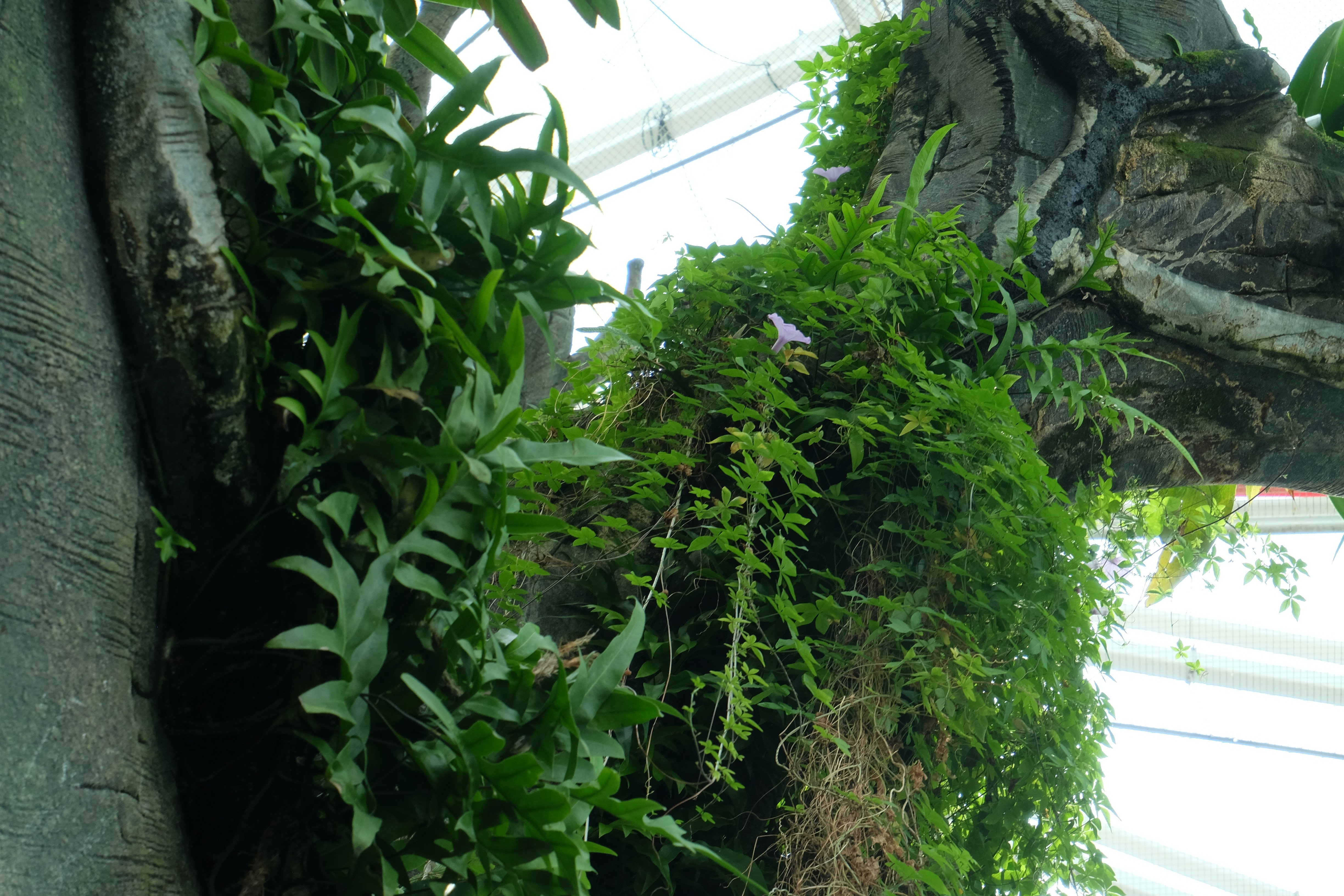 Green ferns and climbing vines growing on a thick tree trunk in a greenhouse