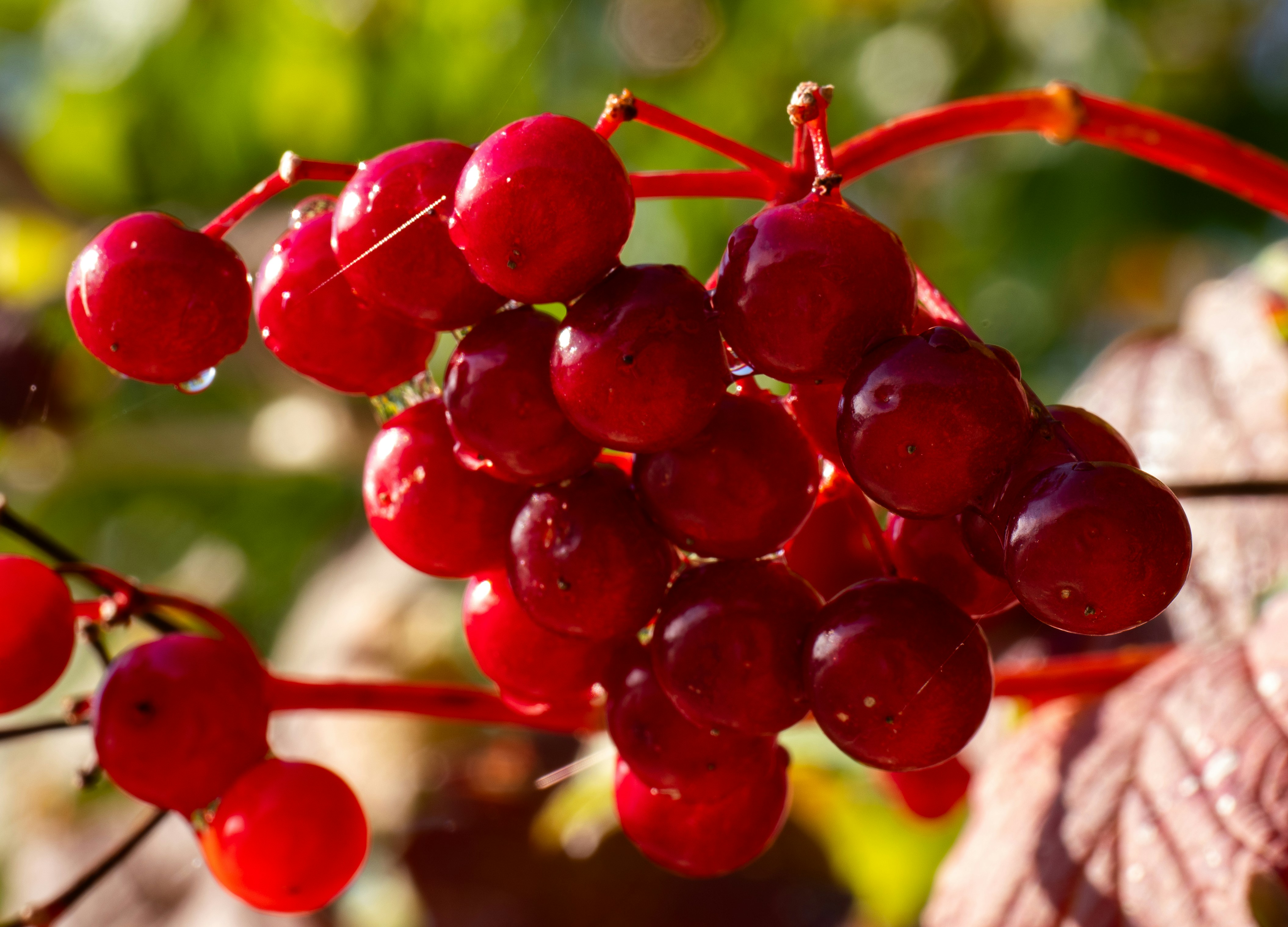 A cluster of glossy red viburnum berries on a branch in sunlight