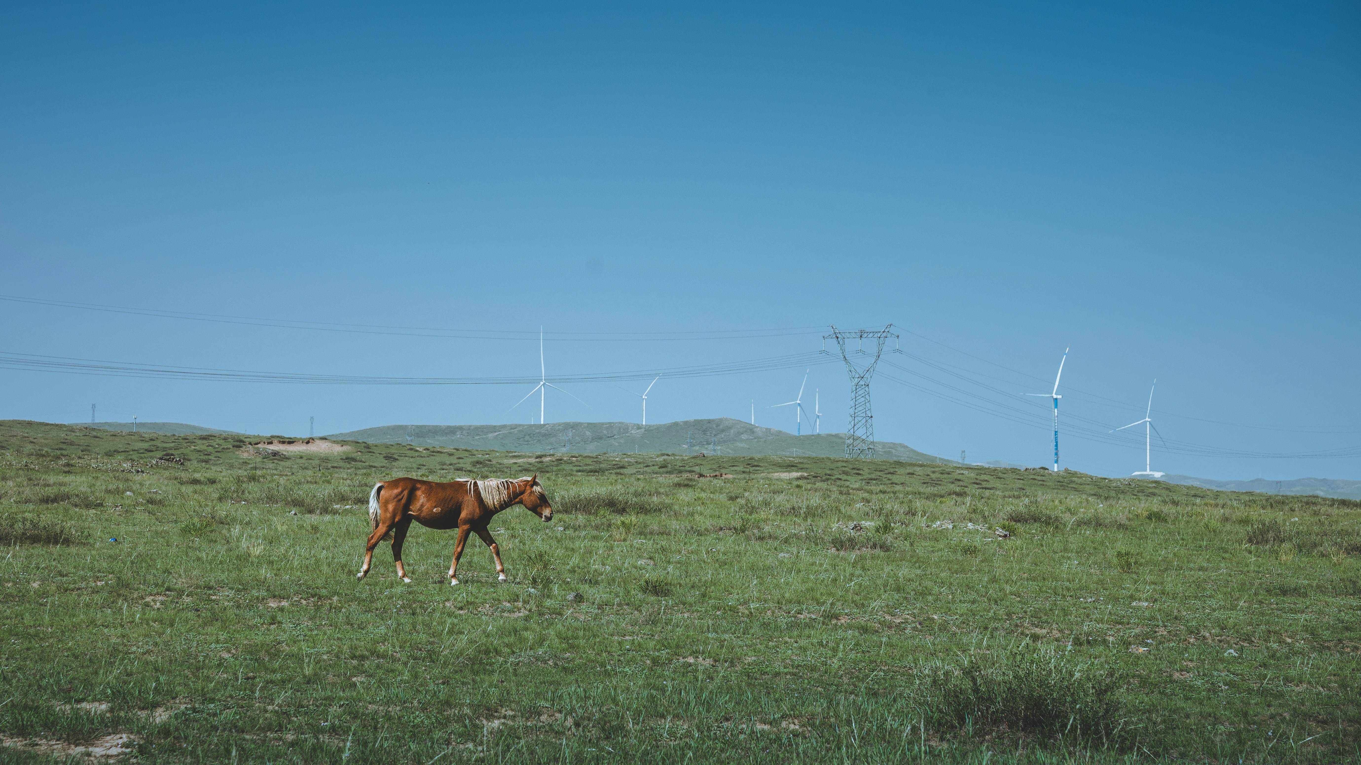 Un cavallo marrone che cammina in un campo erboso con turbine eoliche in lontananza