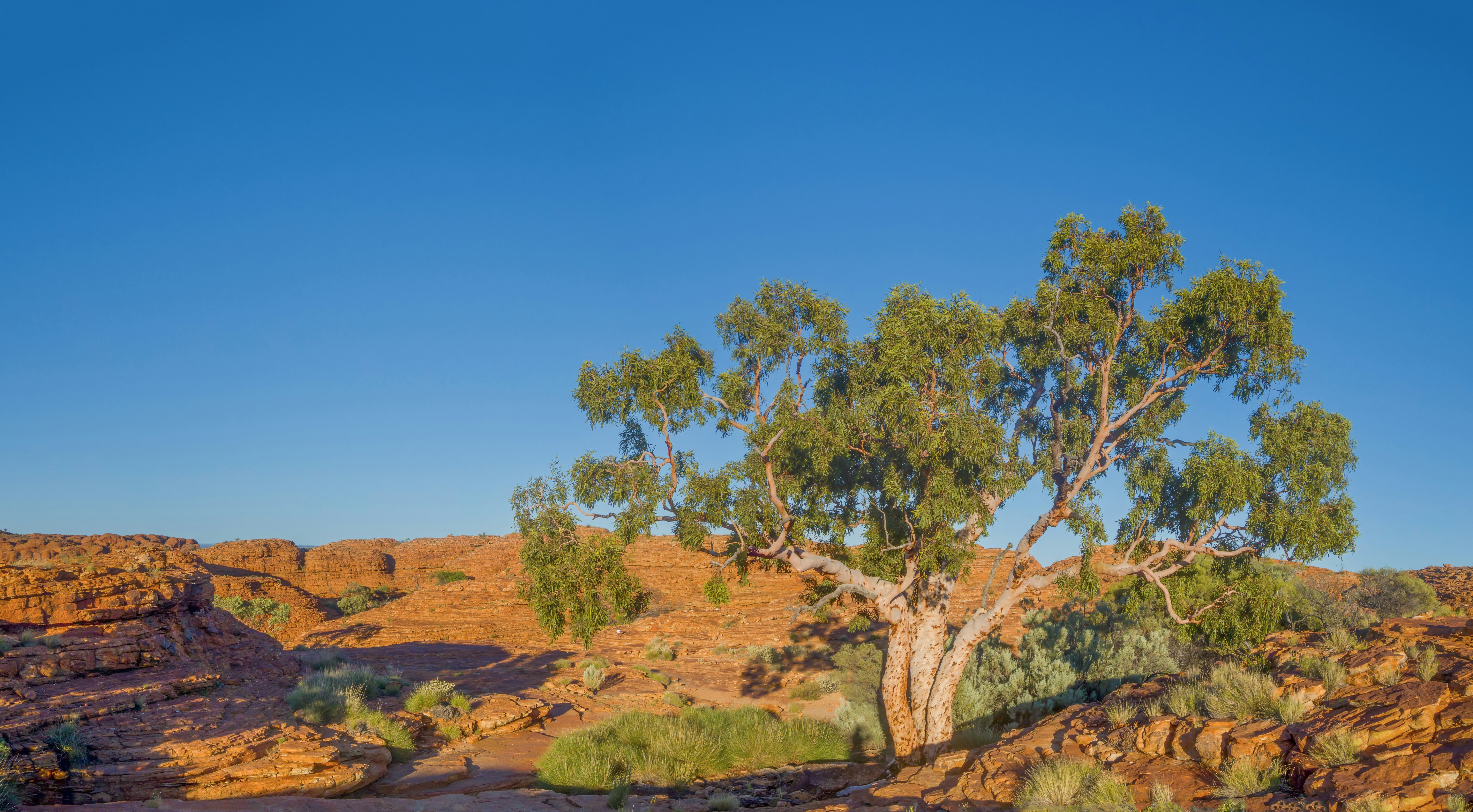 A sunlit outback landscape with spinifex grass, a prominent eucalyptus tree, layered sandstone hills and a deep blue sky.