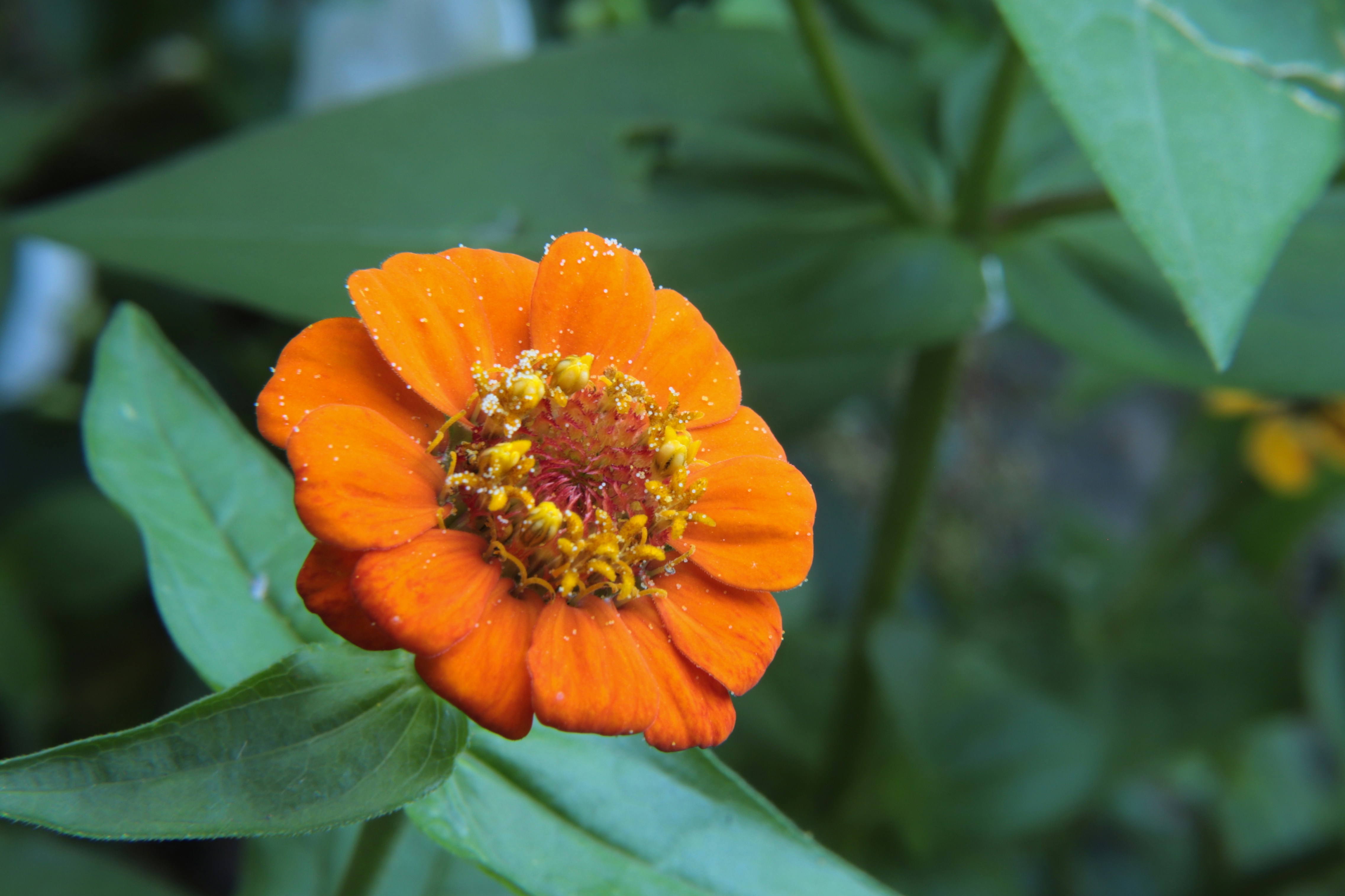 Une fleur de zinnia orange éclatante avec des étamines jaunes et des feuilles vertes