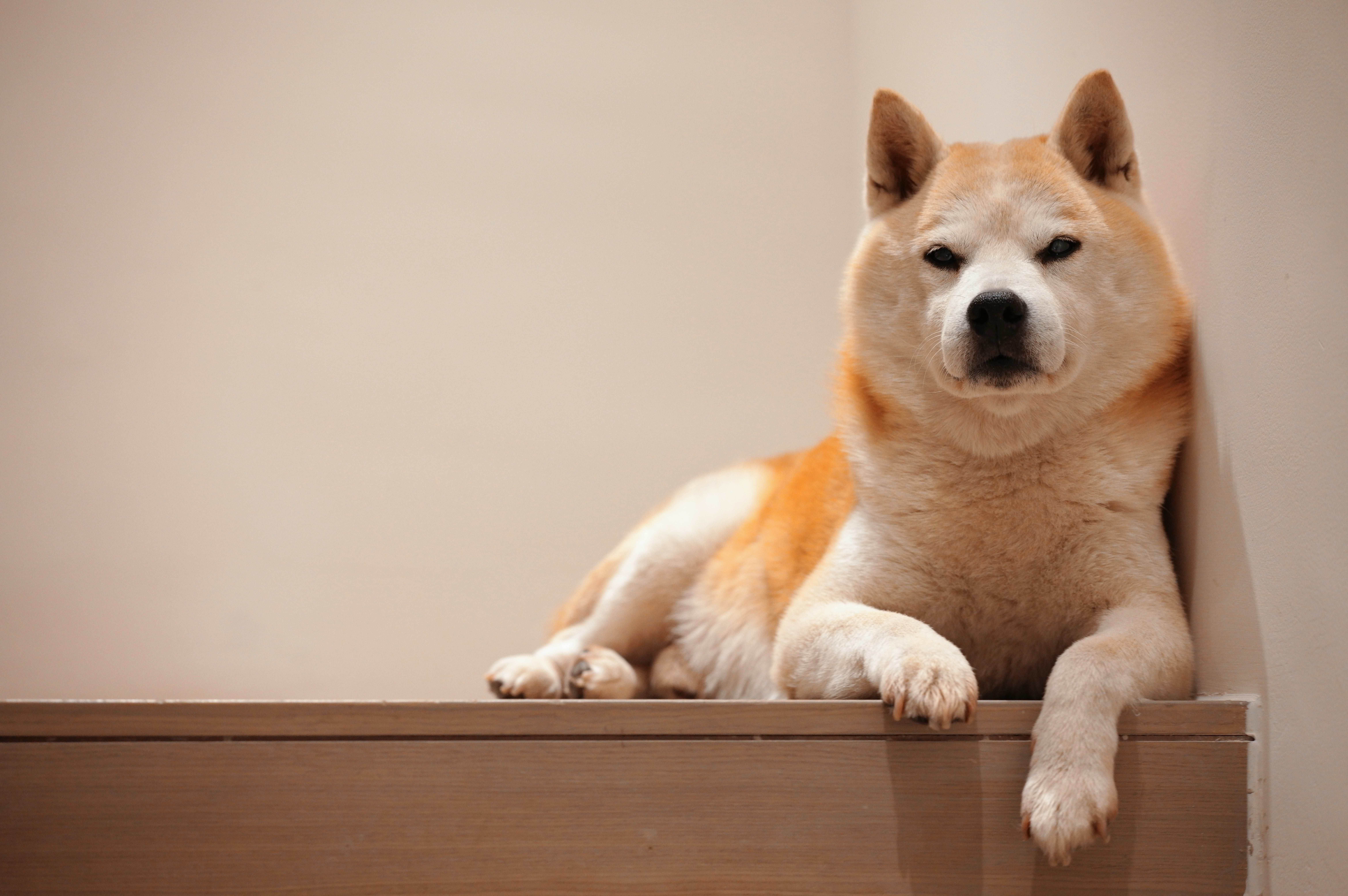 A tan and white Shiba Inu dog resting on a wooden ledge