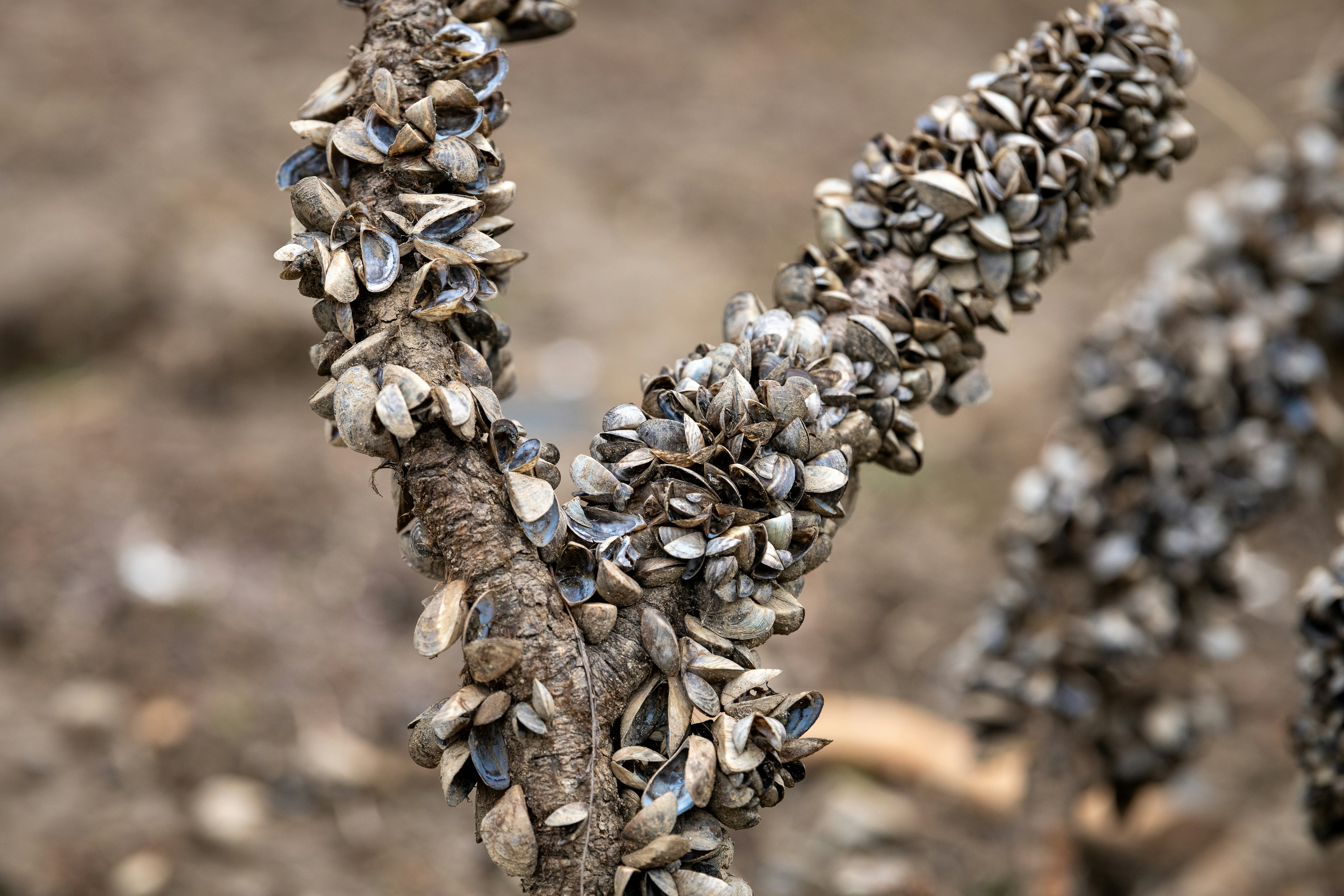 Zebra Mussel Infestation Confirmed in Abilene Texas Lake
