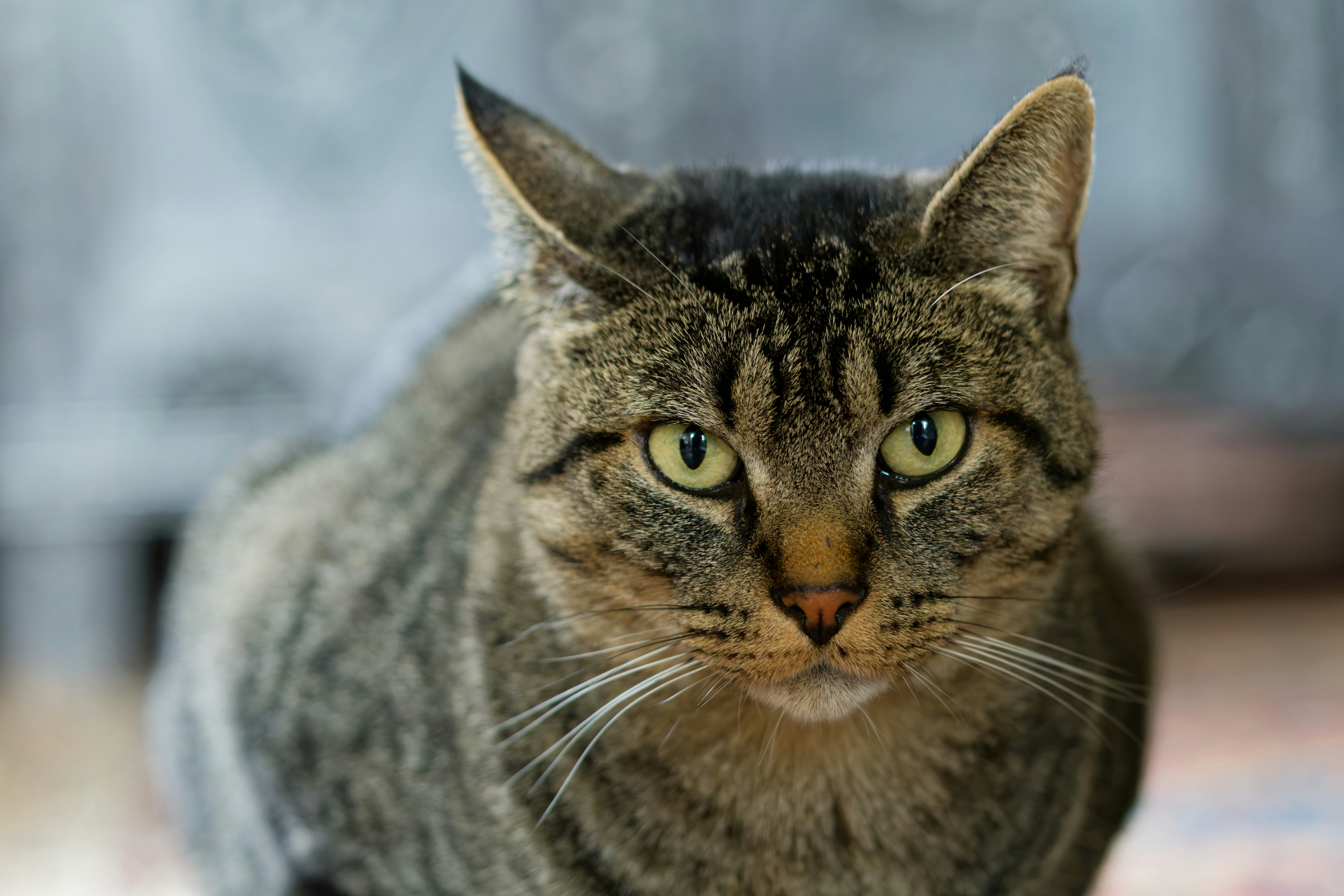 A brown tabby cat with green eyes looking directly at the camera