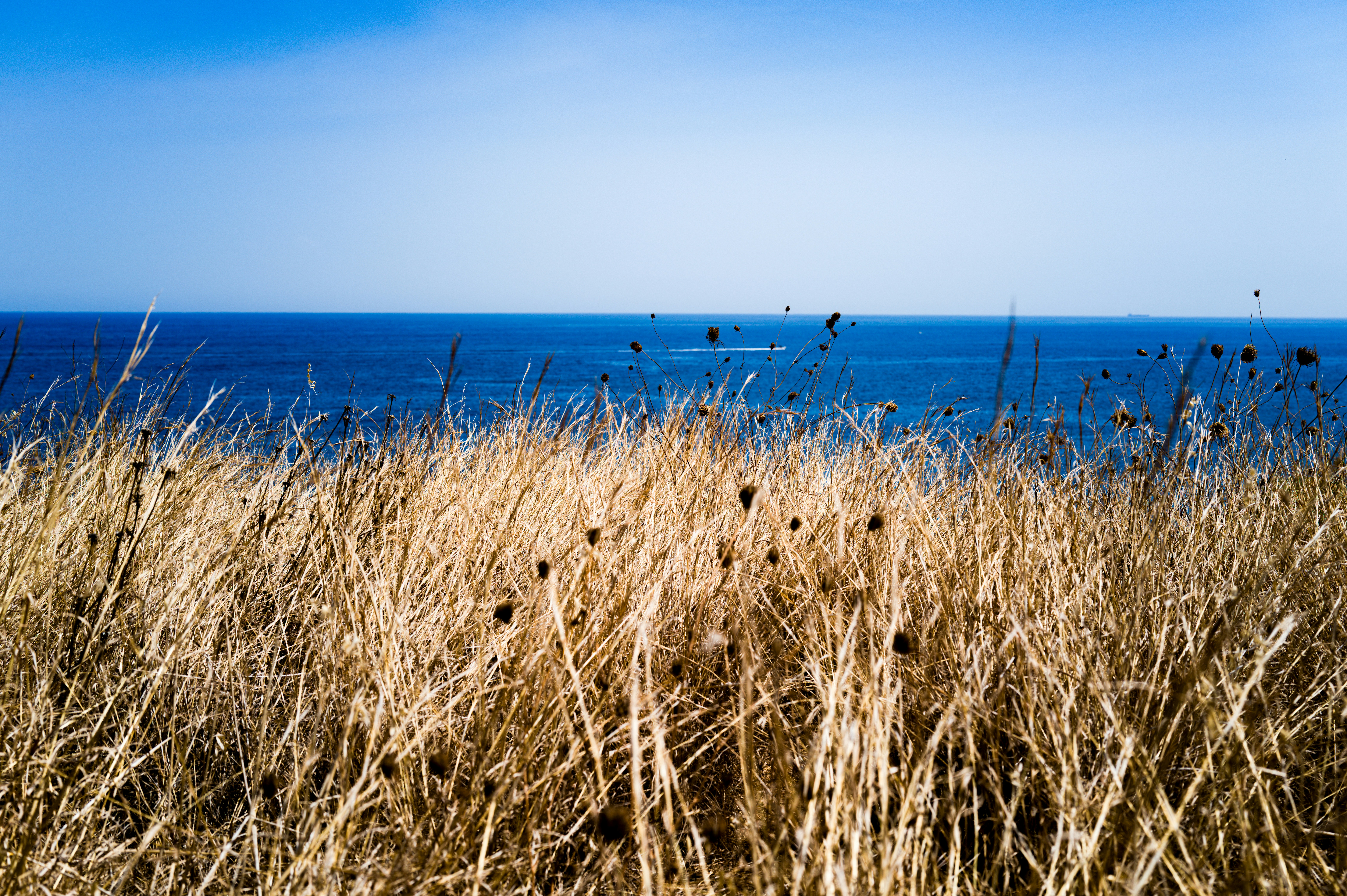 Dry golden grass on a cliff overlooking the deep blue ocean