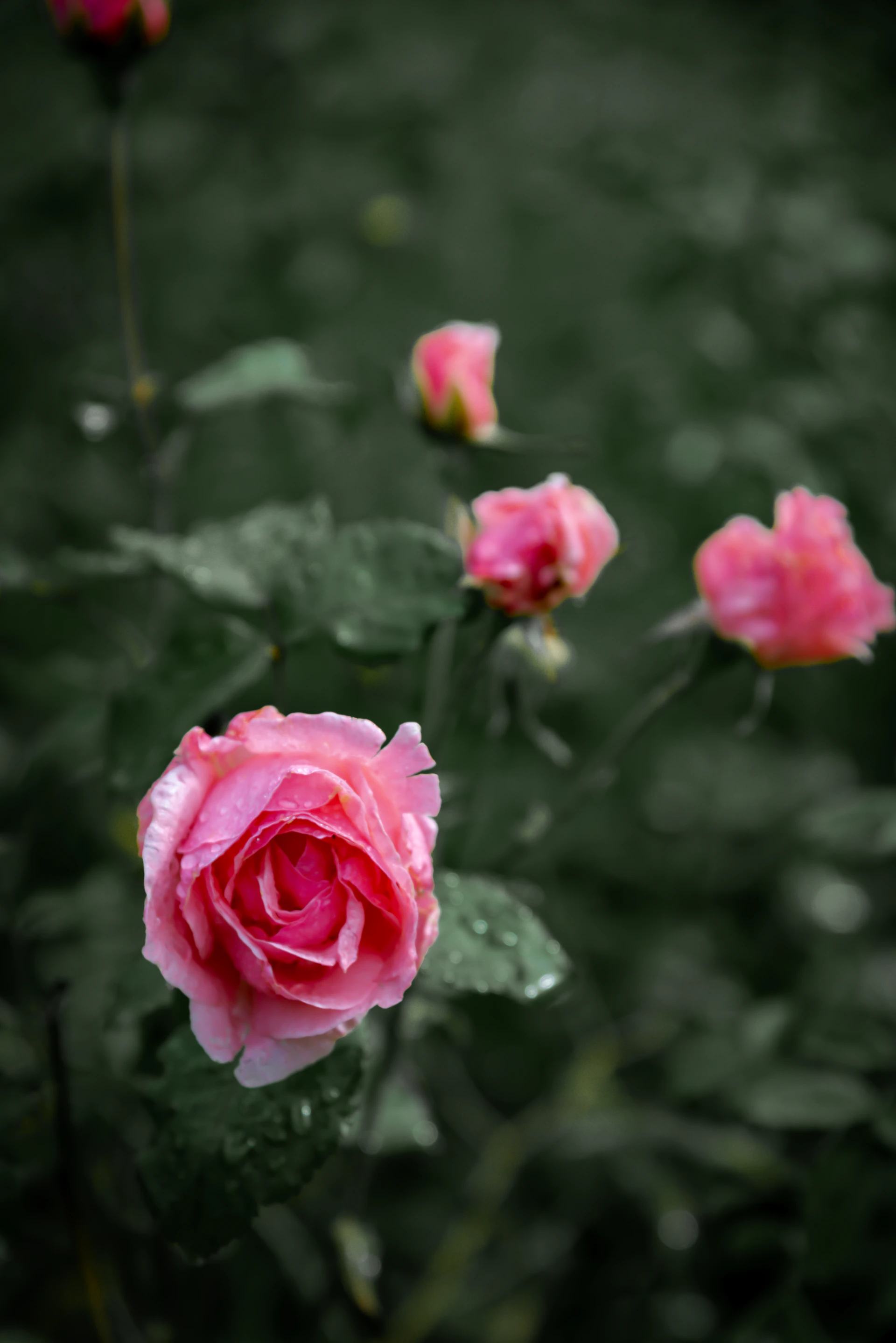 Pink roses with water droplets on petals in a dark green garden