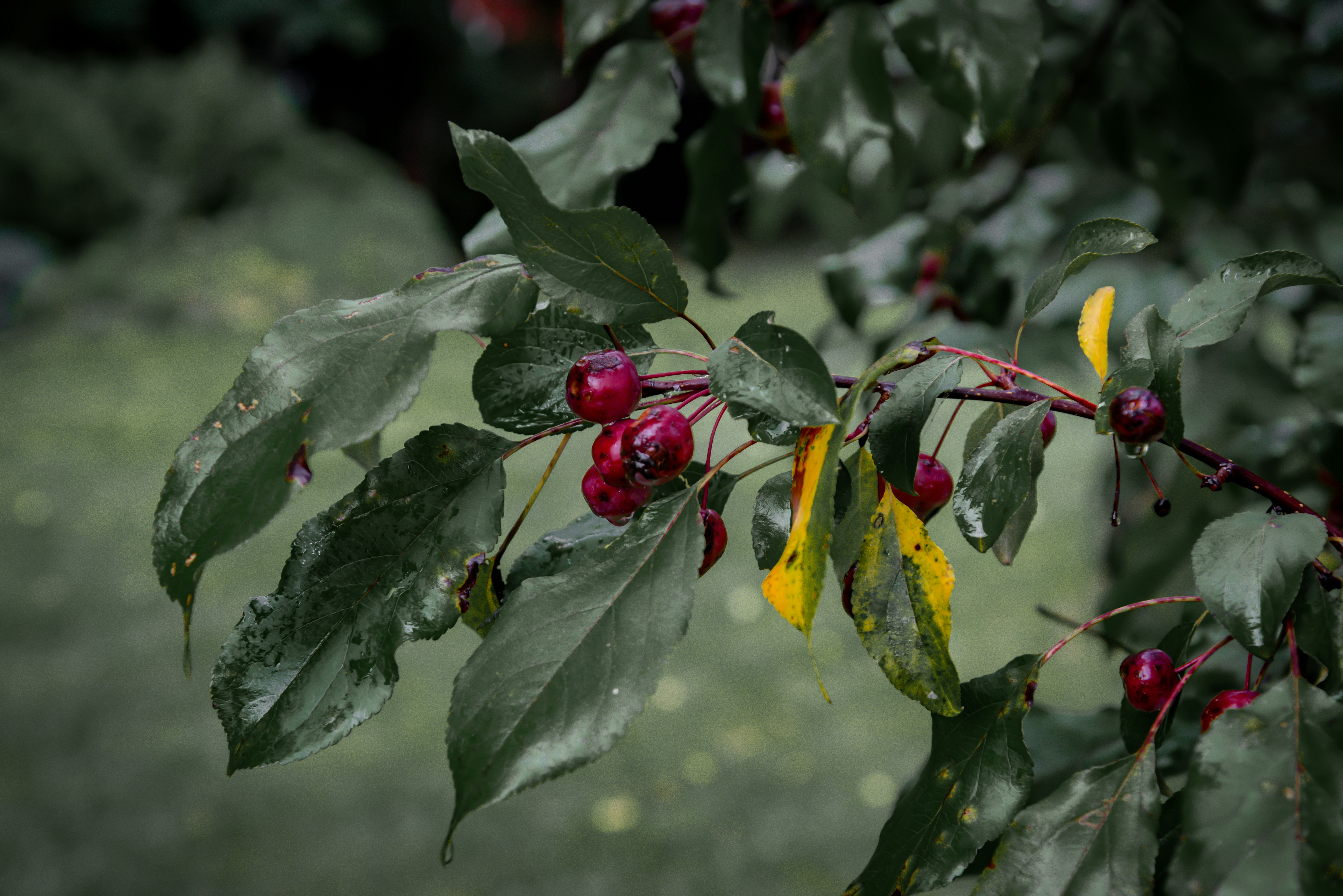 Small red crabapples hanging from a branch with green and yellow leaves