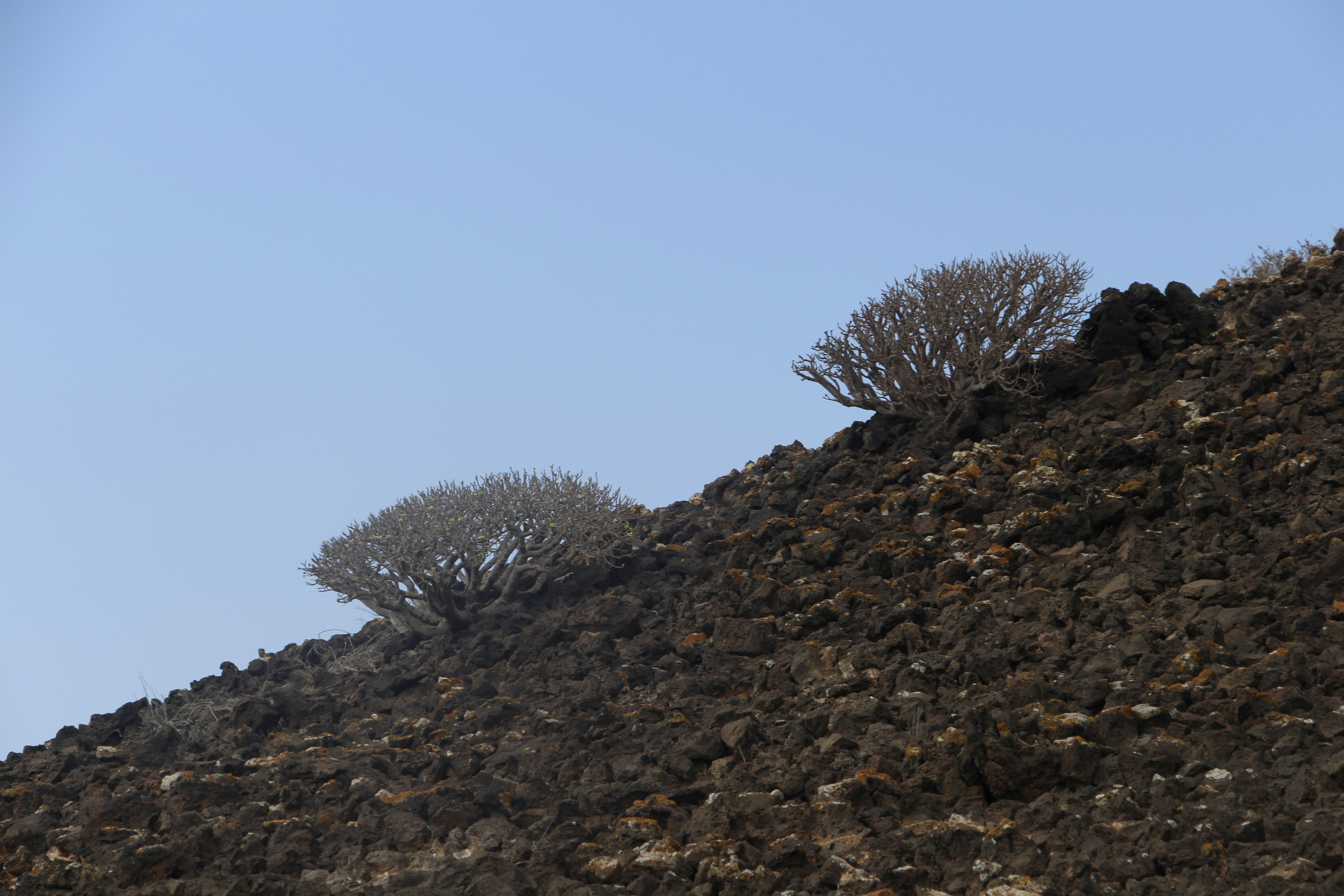Deux petits arbustes sans feuilles poussant sur une pente volcanique sombre