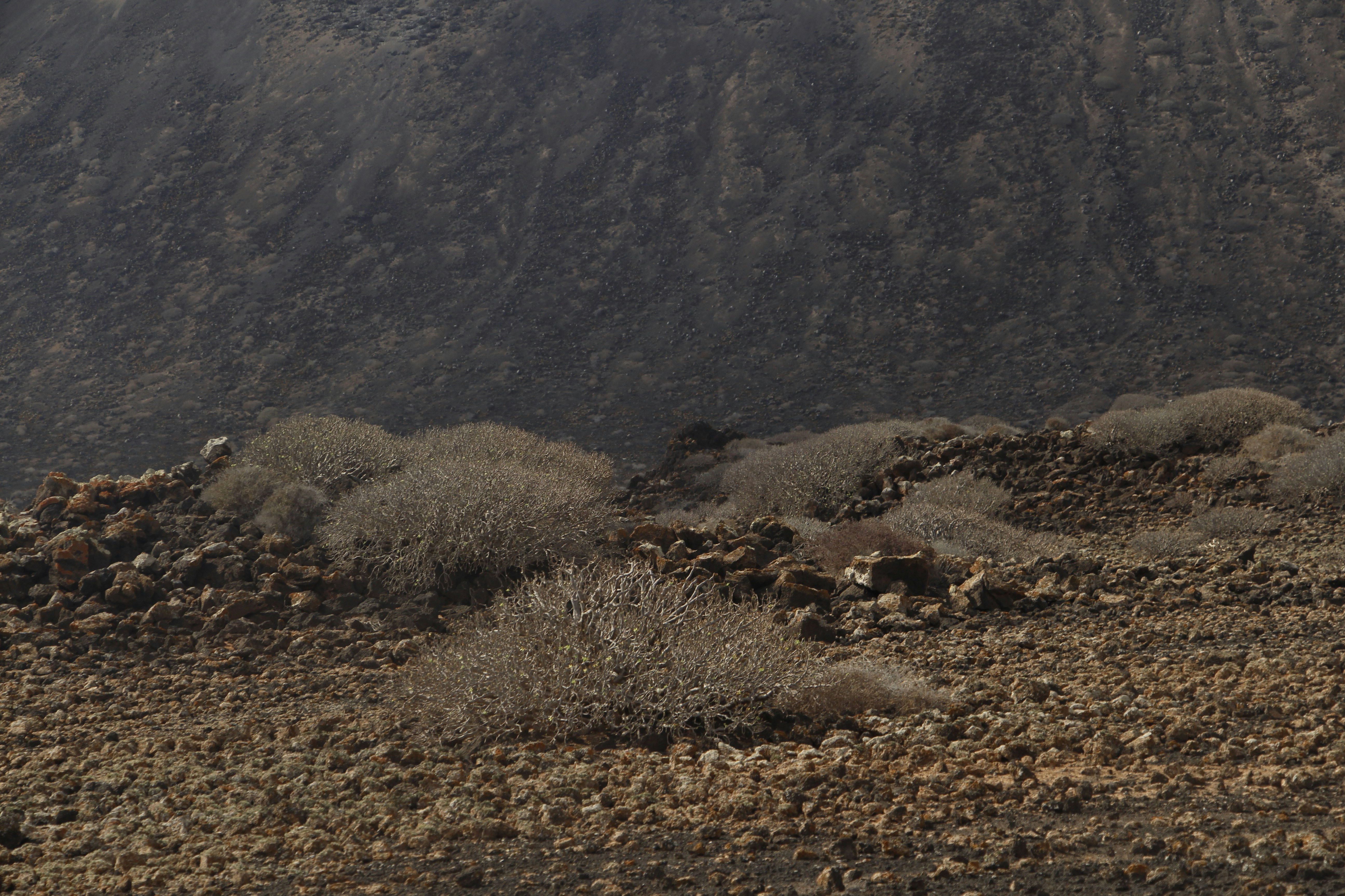 Dry shrubs growing among volcanic rocks on a dark mountainside
