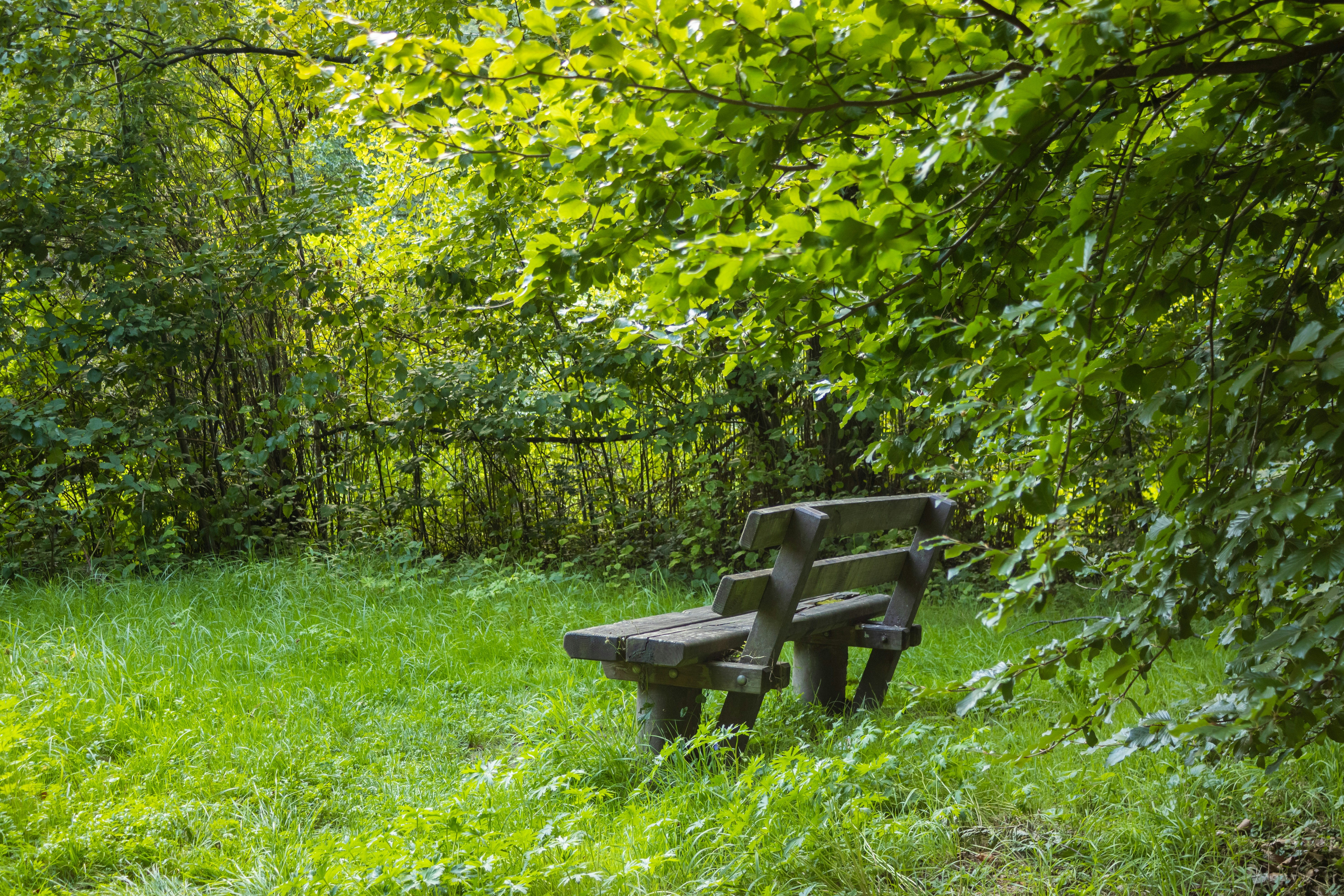 Wooden bench in a grassy clearing