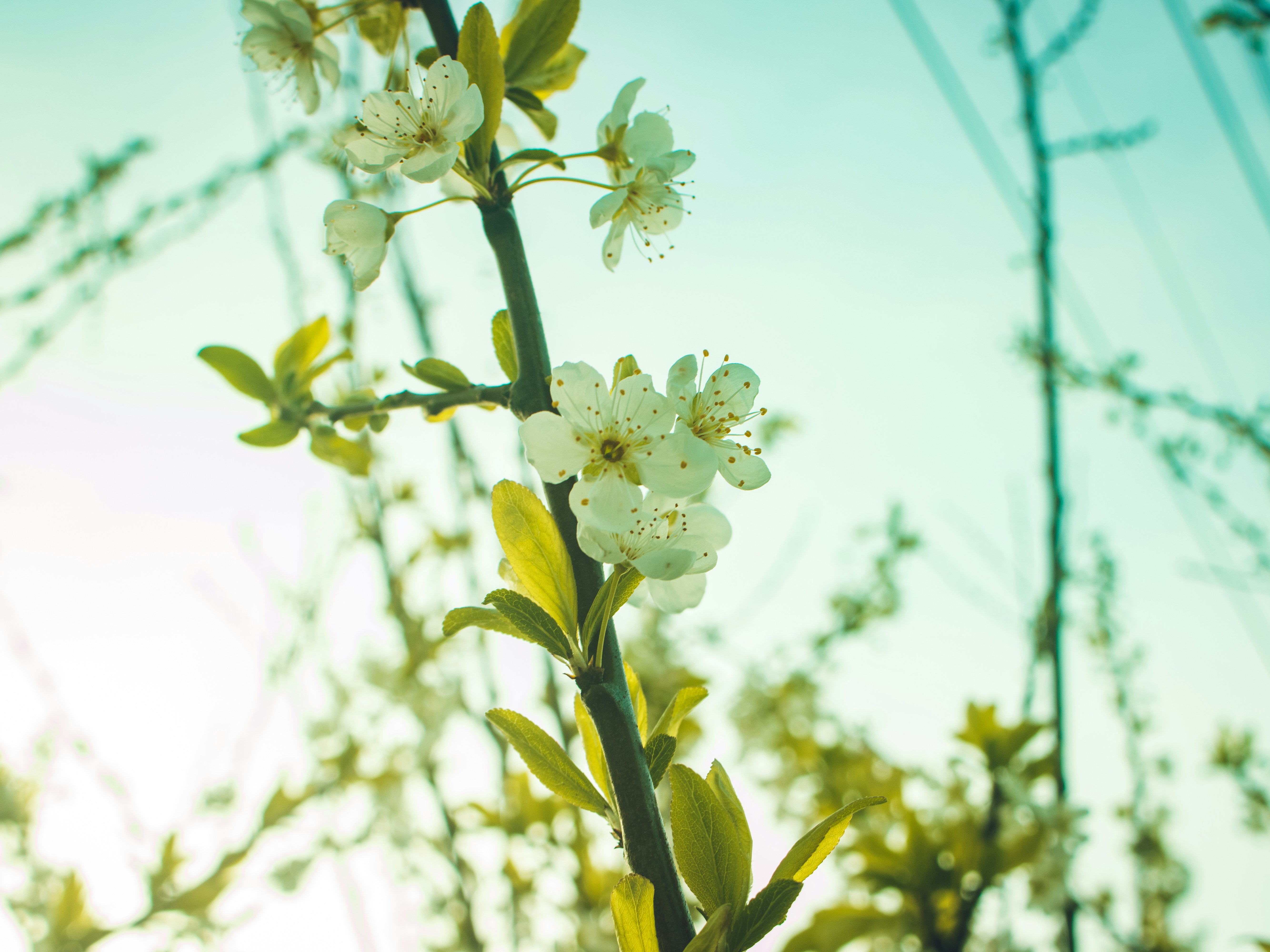 White cherry blossoms on a branch against a bright pale blue sky