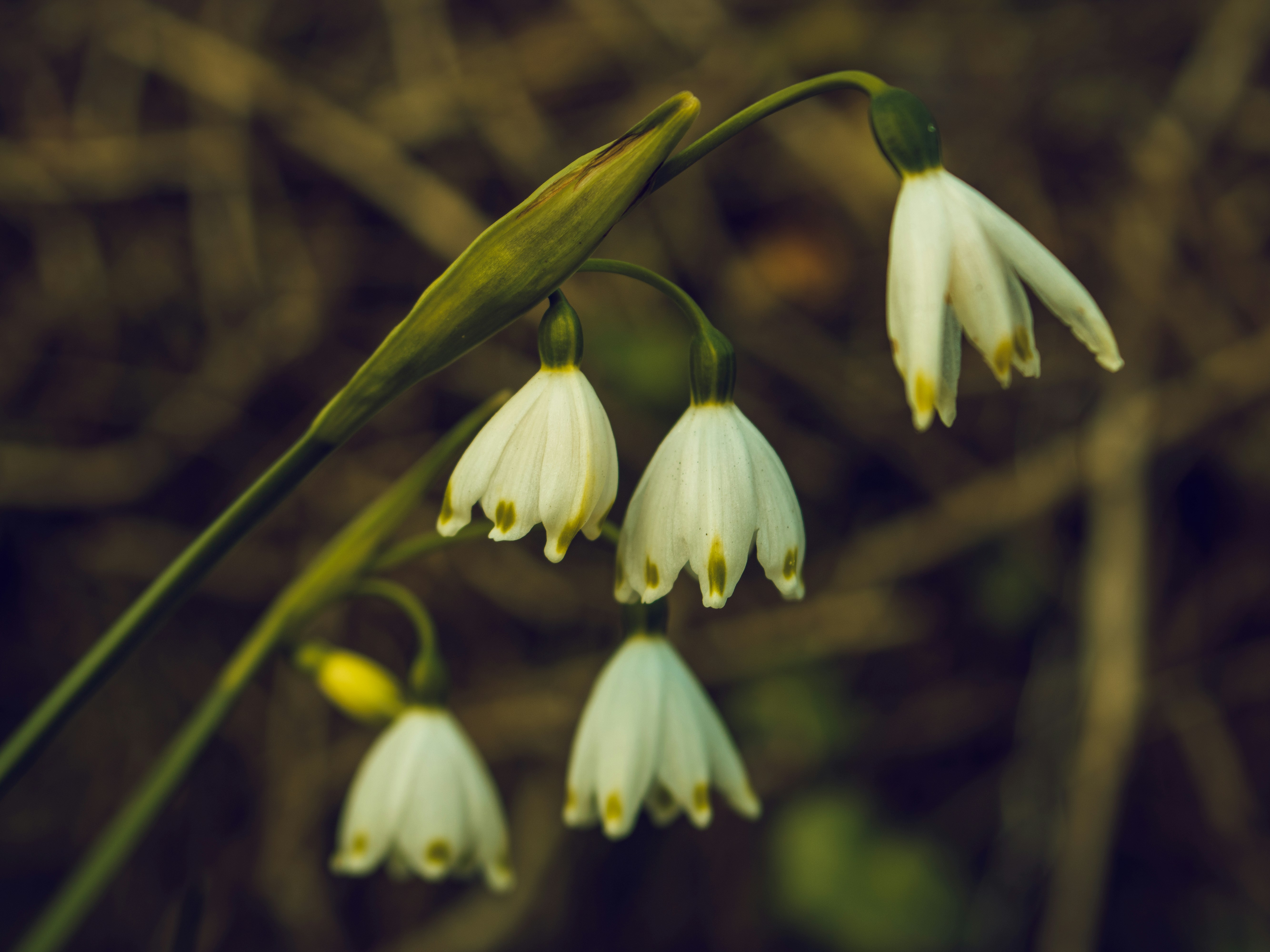Five white bell-shaped flowers with green tips hanging from thin green stems