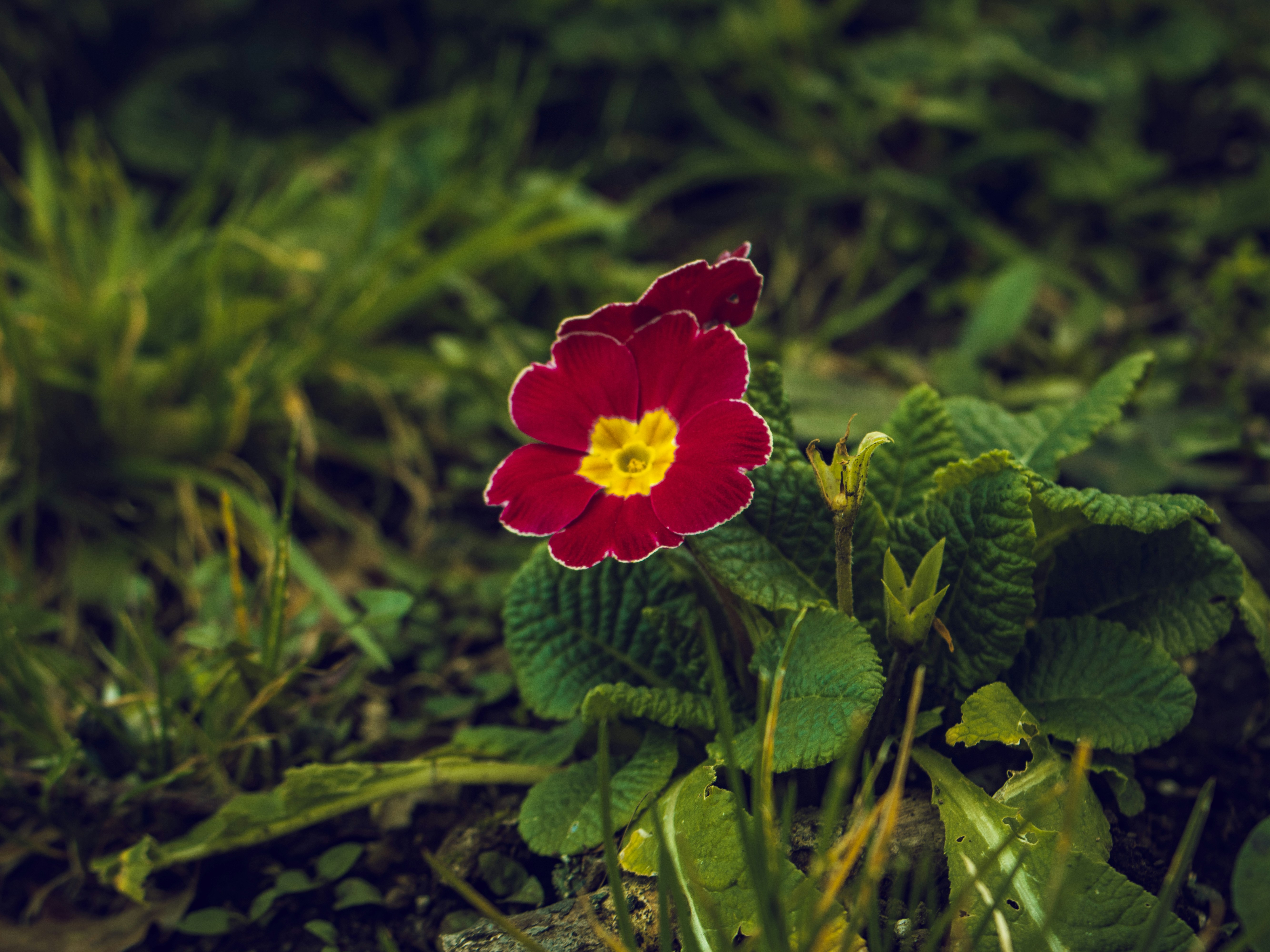 A deep red primrose flower with a yellow center in a garden