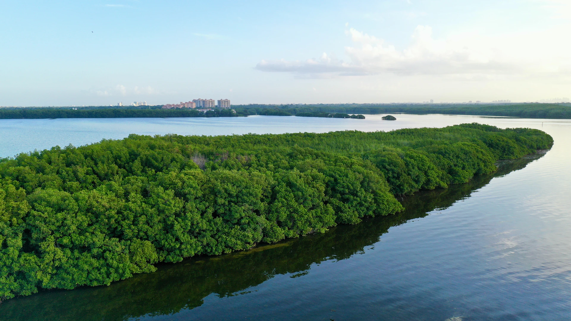 Aerial view of a dense green mangrove island surrounded by still, reflective water in Florida