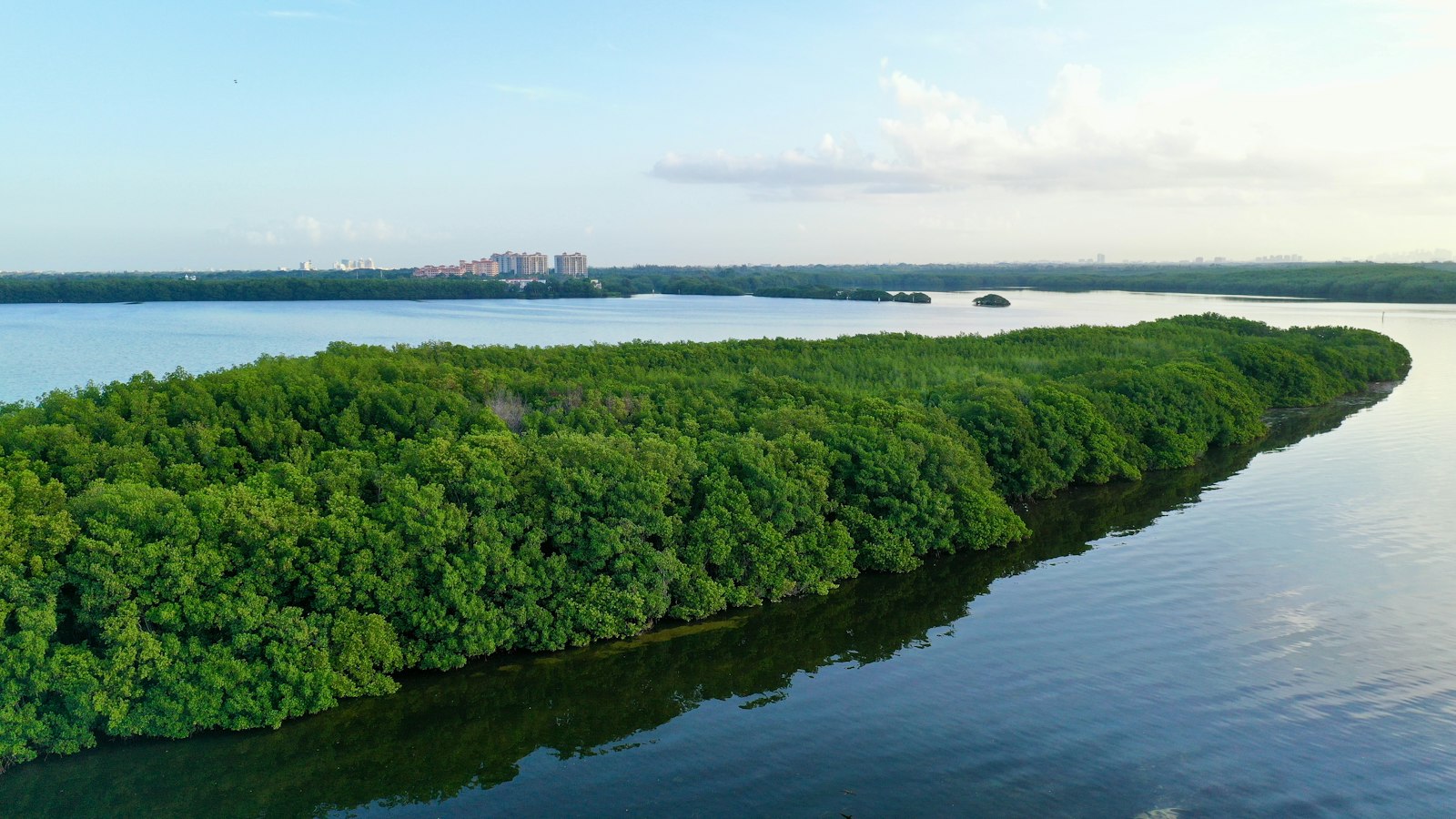 An aerial view of a dense green mangrove forest surrounded by calm water.