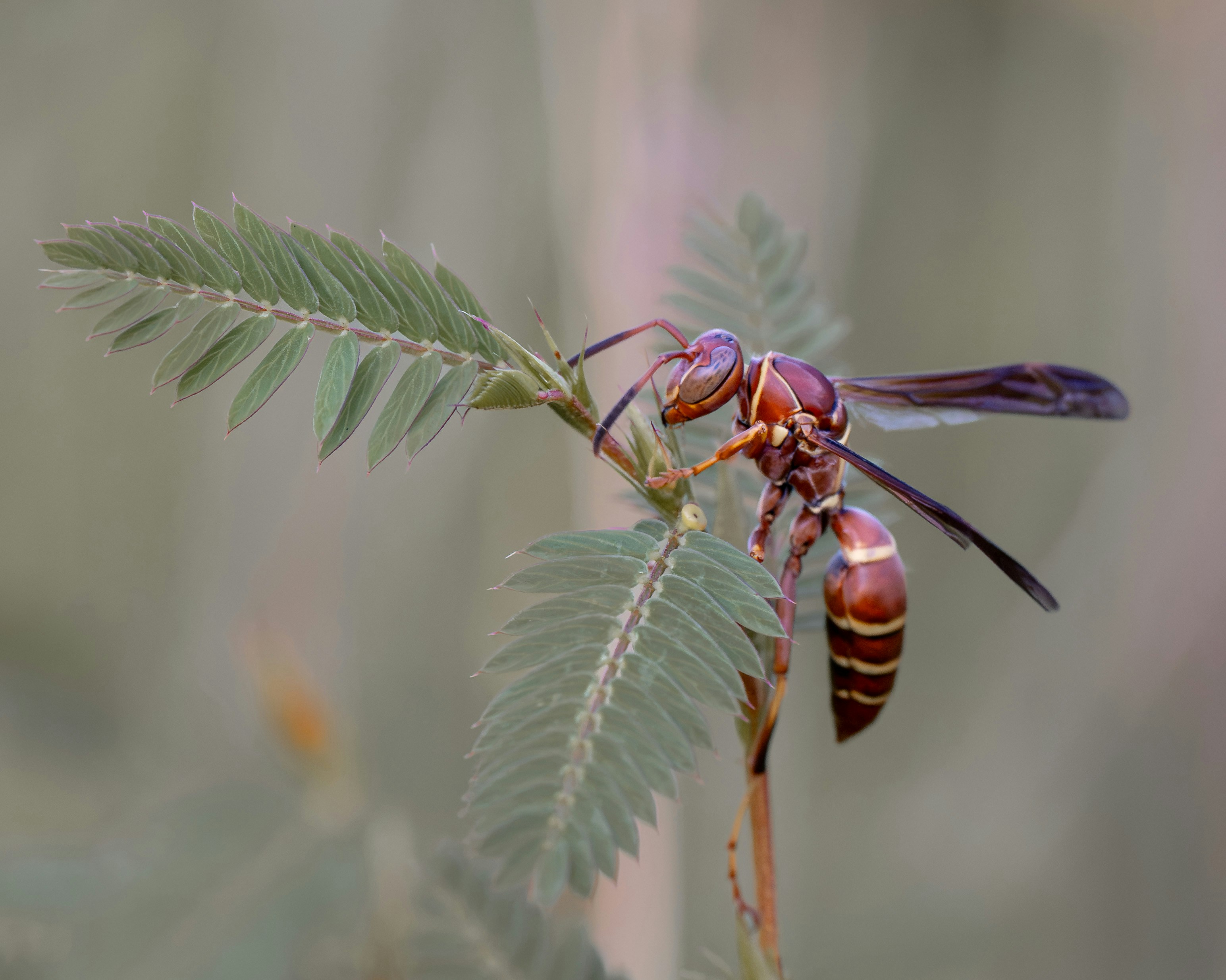 A brown paper wasp perched on a delicate green pinnate leaf