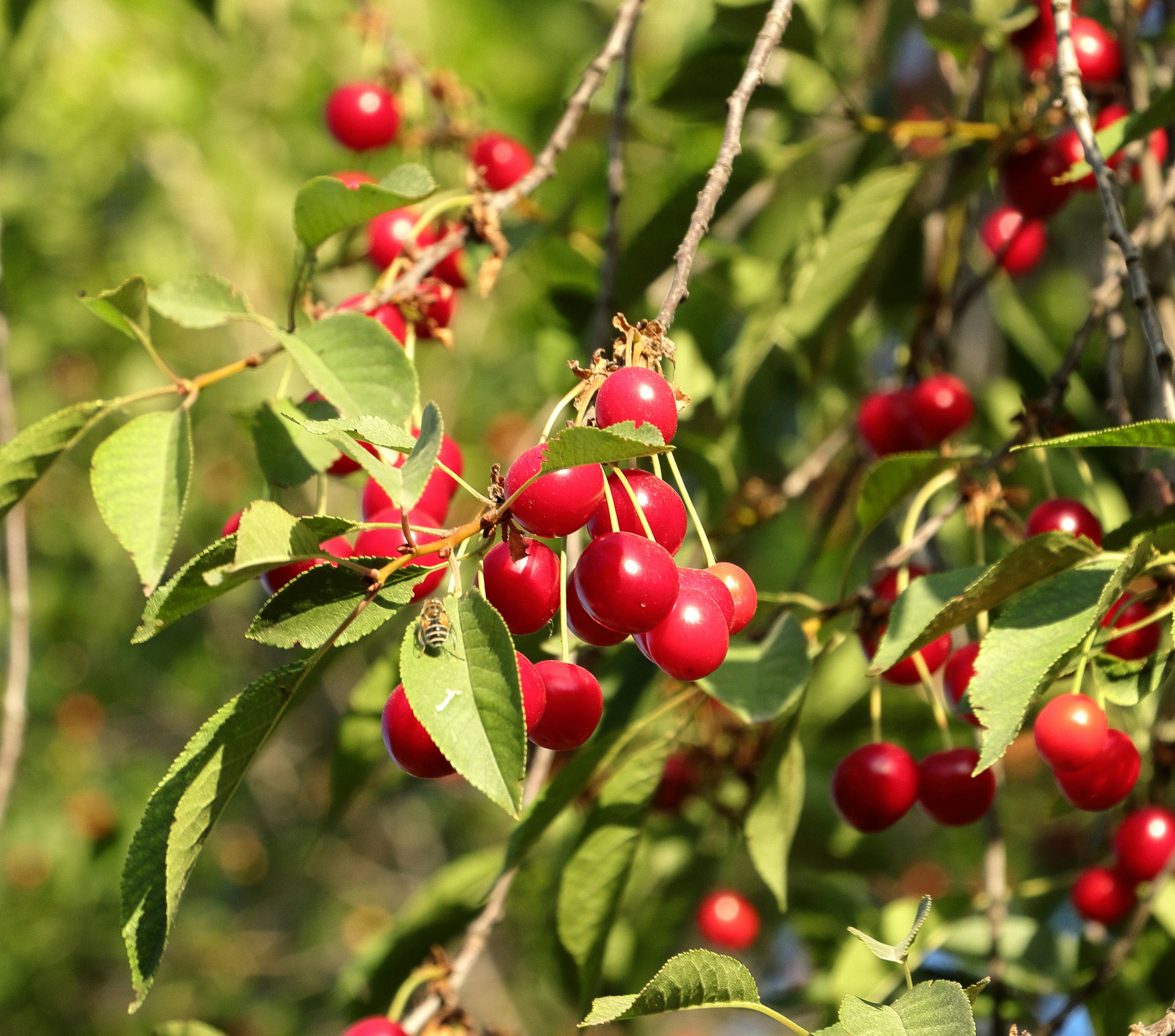 A small bee on a green leaf among clusters of ripe red cherries