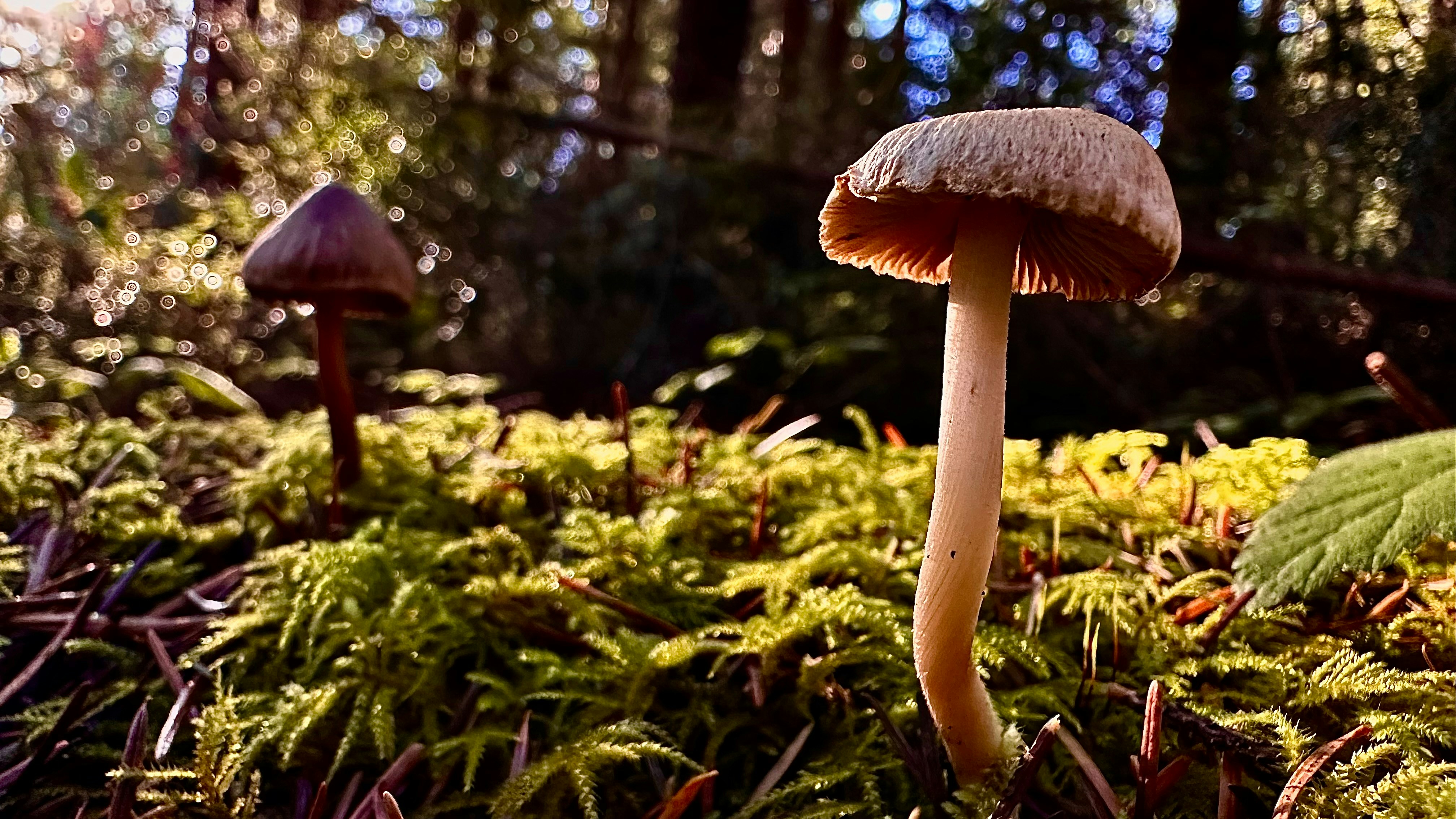 Deux champignons poussant sur un sol de forêt mousseux avec une lumière bokeh en arrière-plan