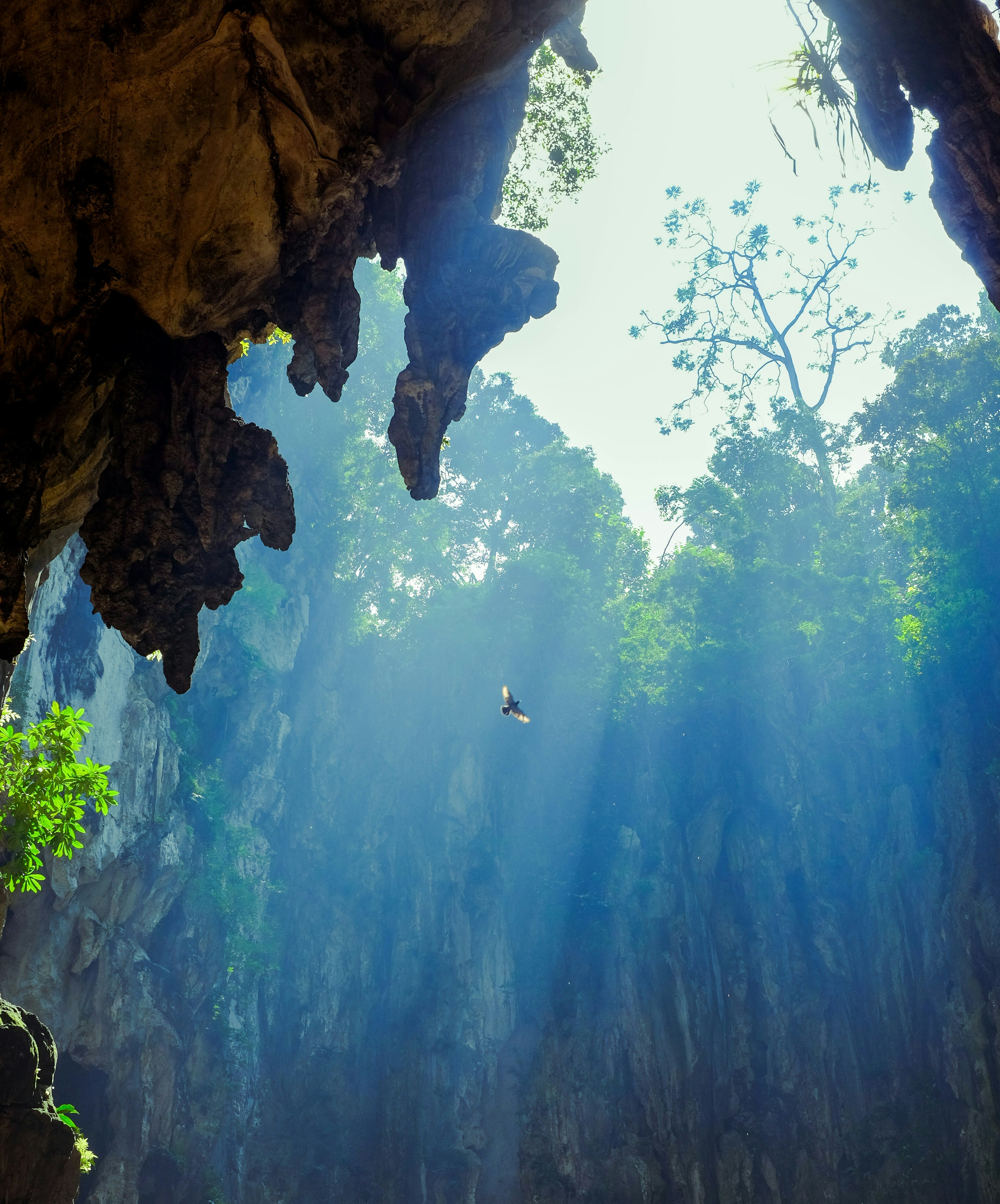 Um pássaro voando por uma caverna de calcário iluminada pelo sol, que se abre com árvores verdes e exuberantes