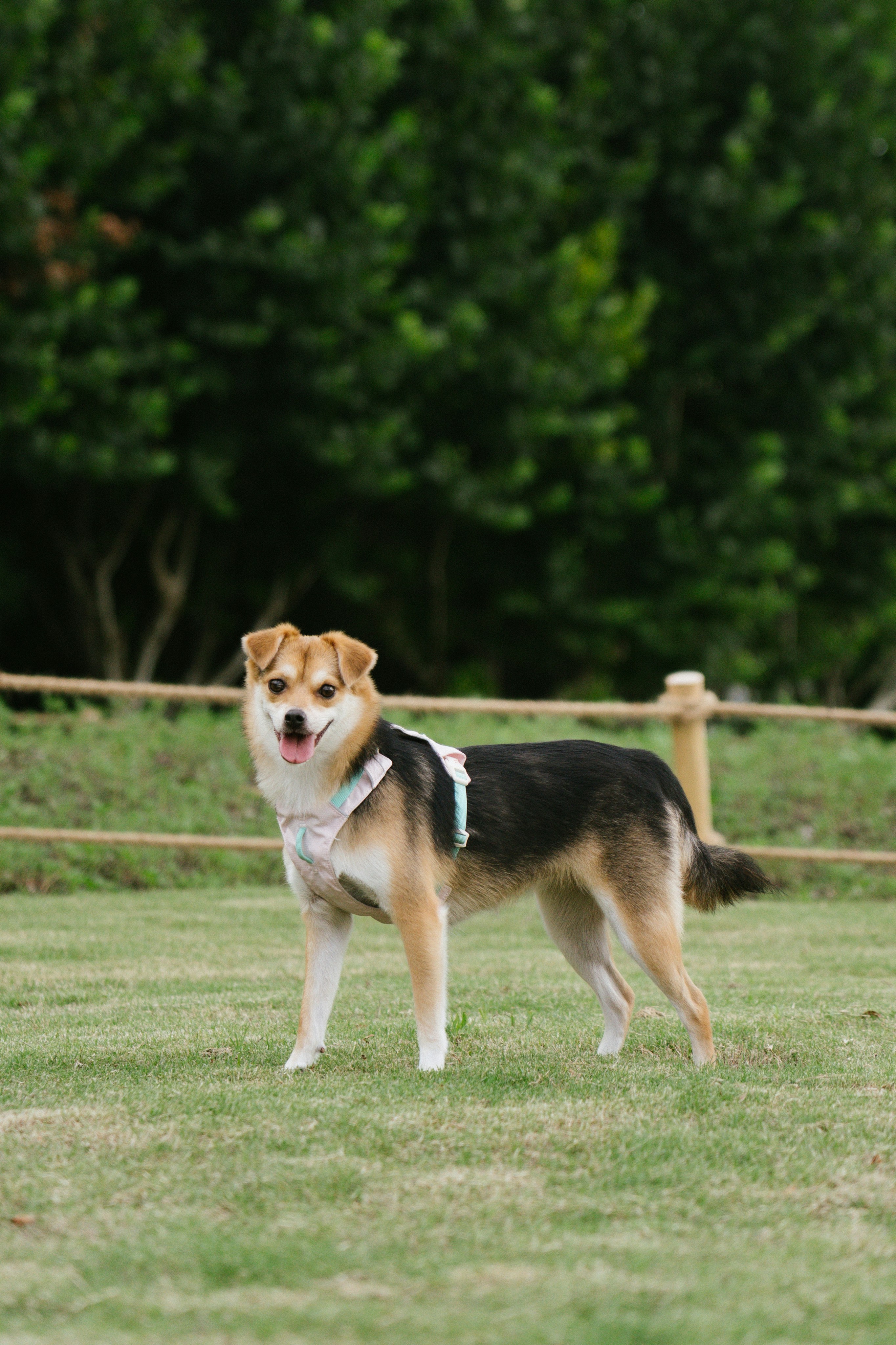 A small tricolor dog wearing a light harness on a green grassy field