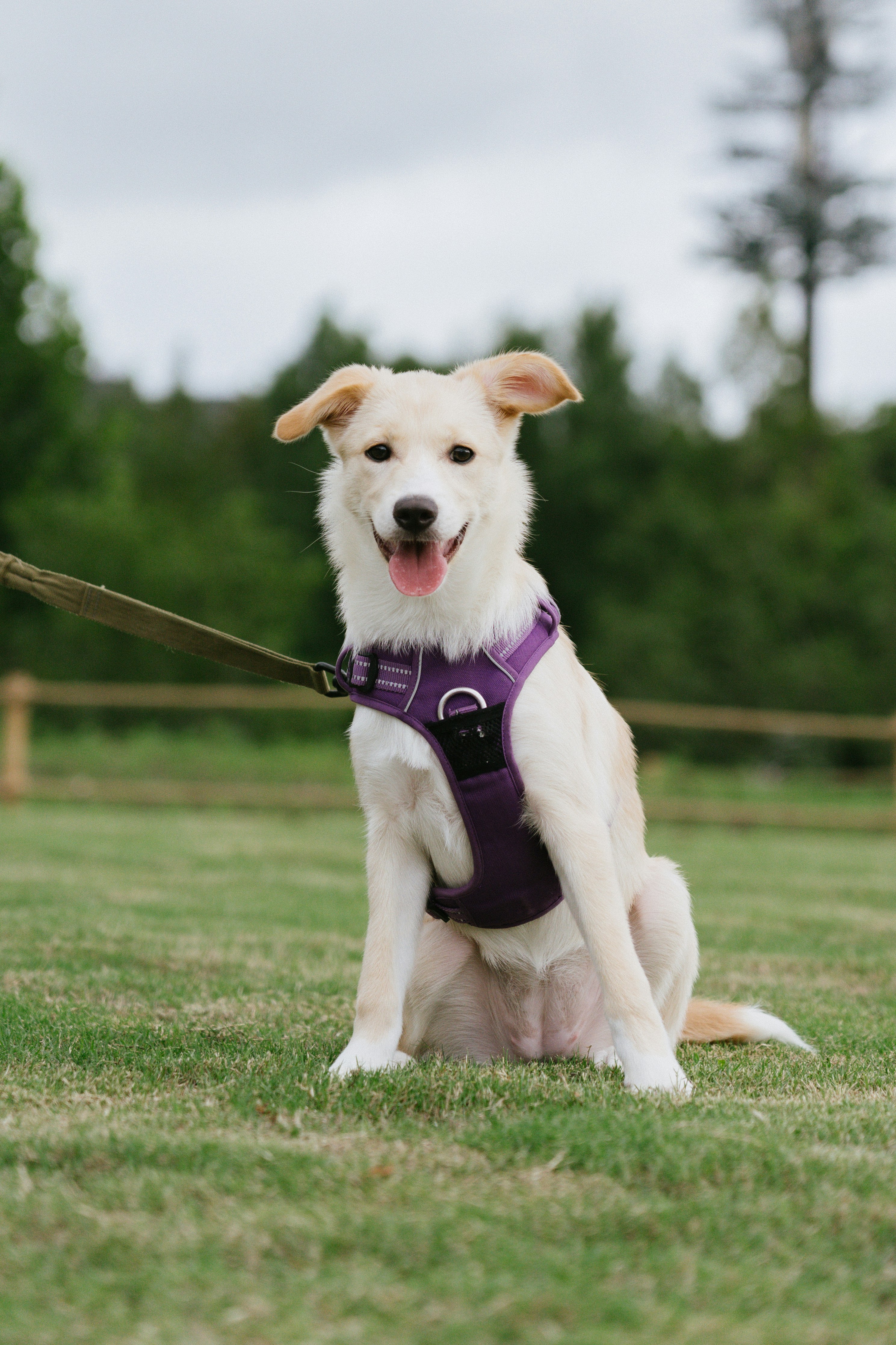 A cream-colored dog in a purple harness sitting on a green lawn