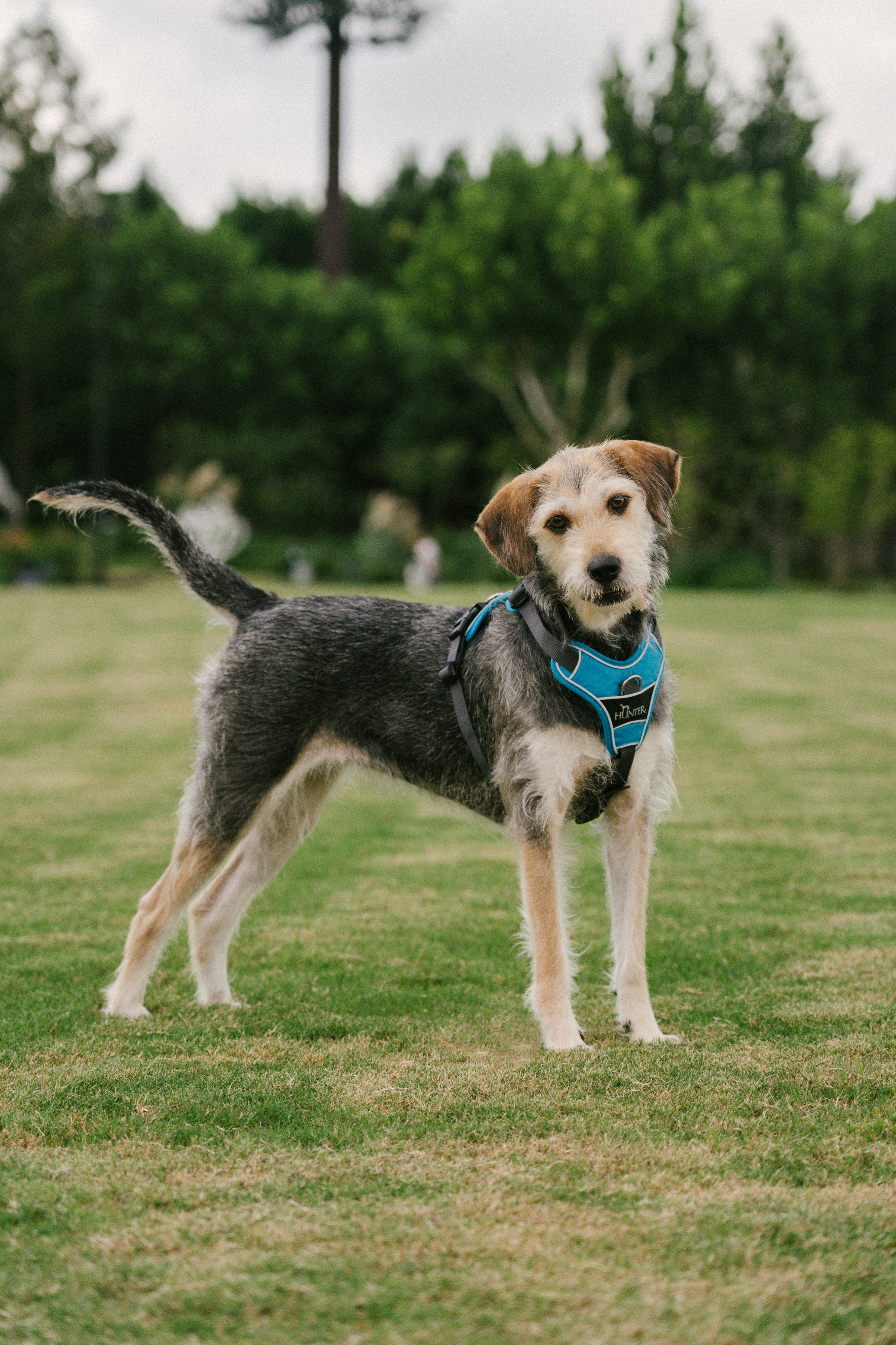 A wire-haired dog in a blue harness standing on a green grass lawn