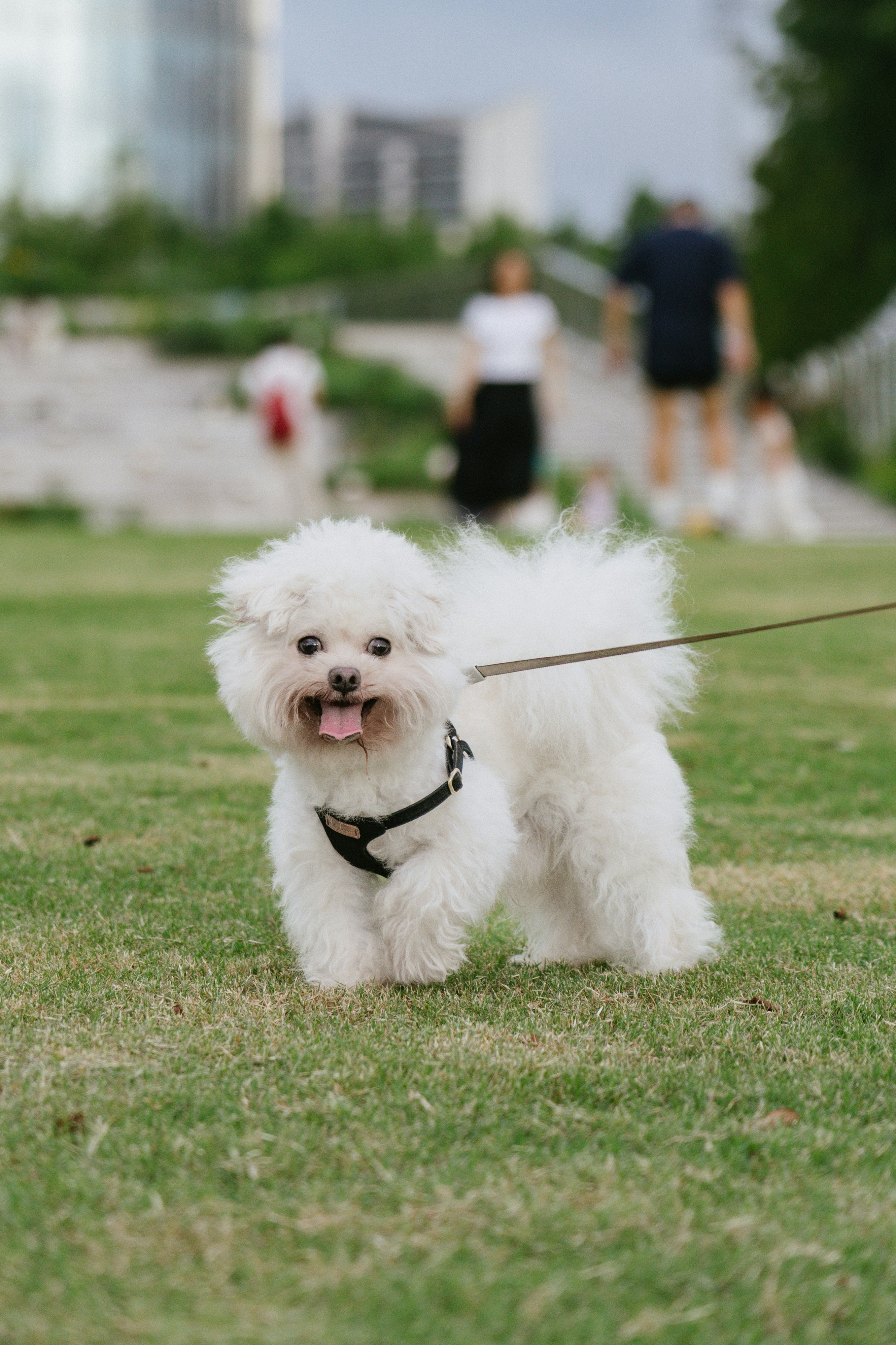 A small white fluffy dog on a leash standing on a green lawn