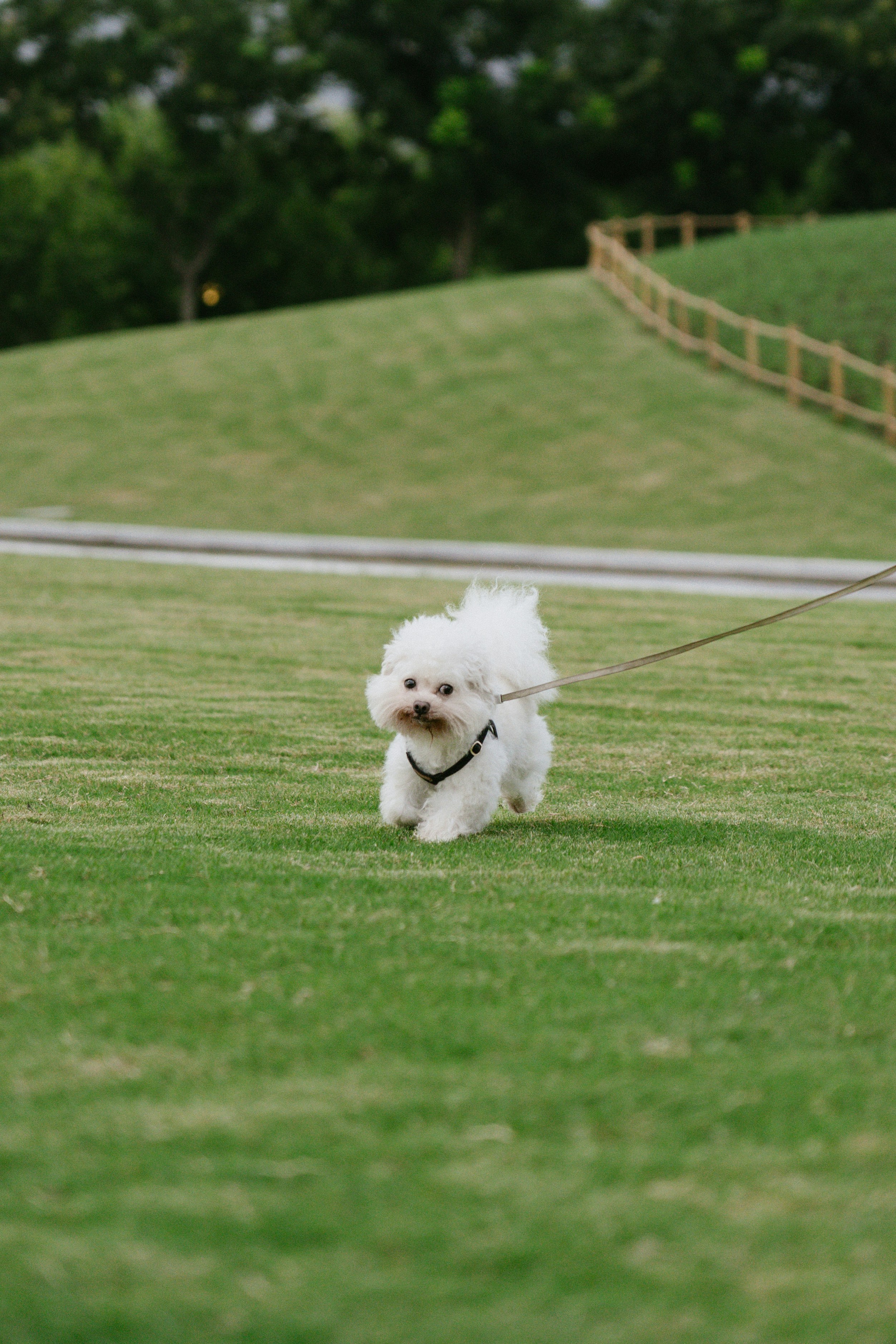 A small white Bichon Frise running on a green lawn on a leash