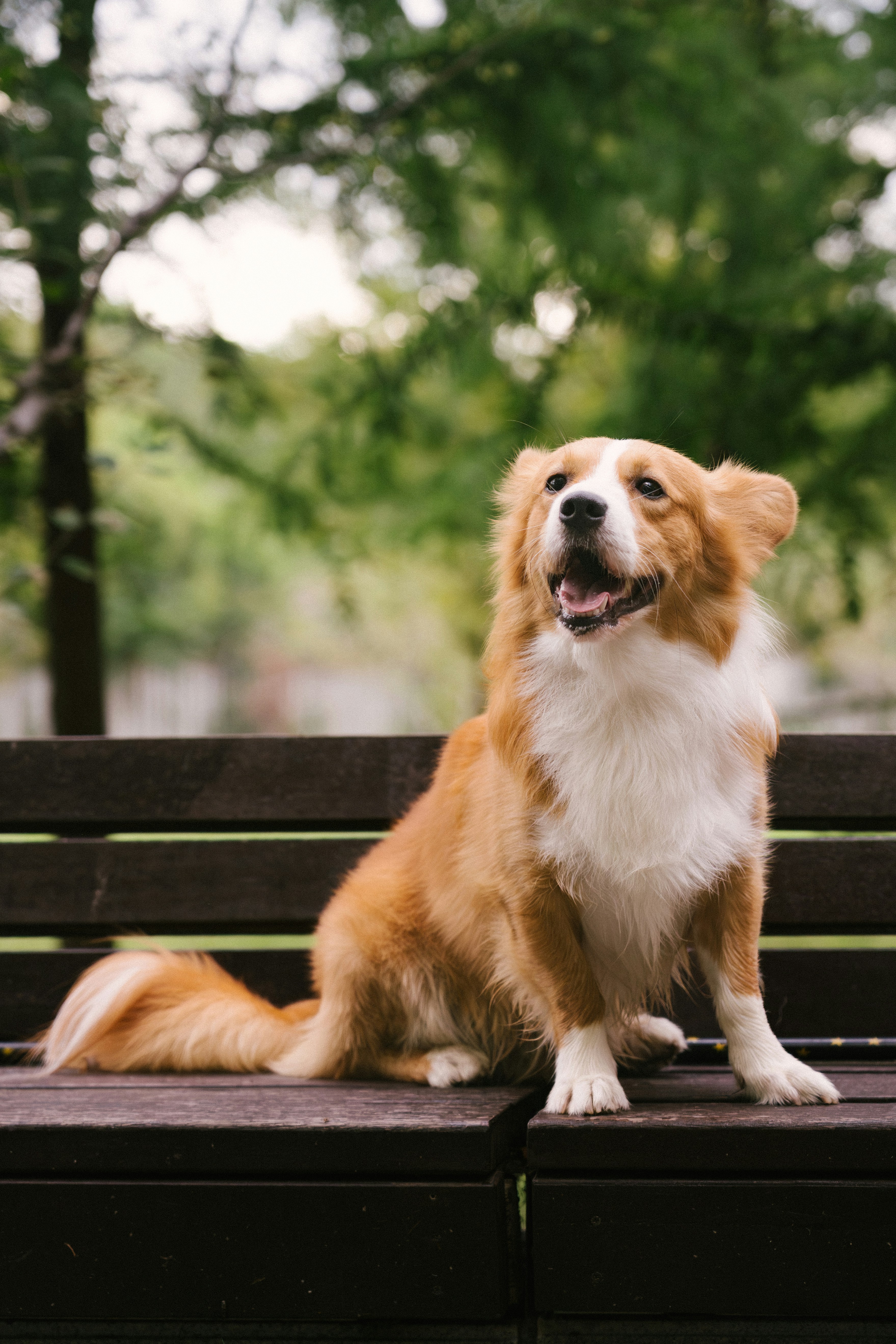 A fluffy ginger and white dog on a wooden park bench