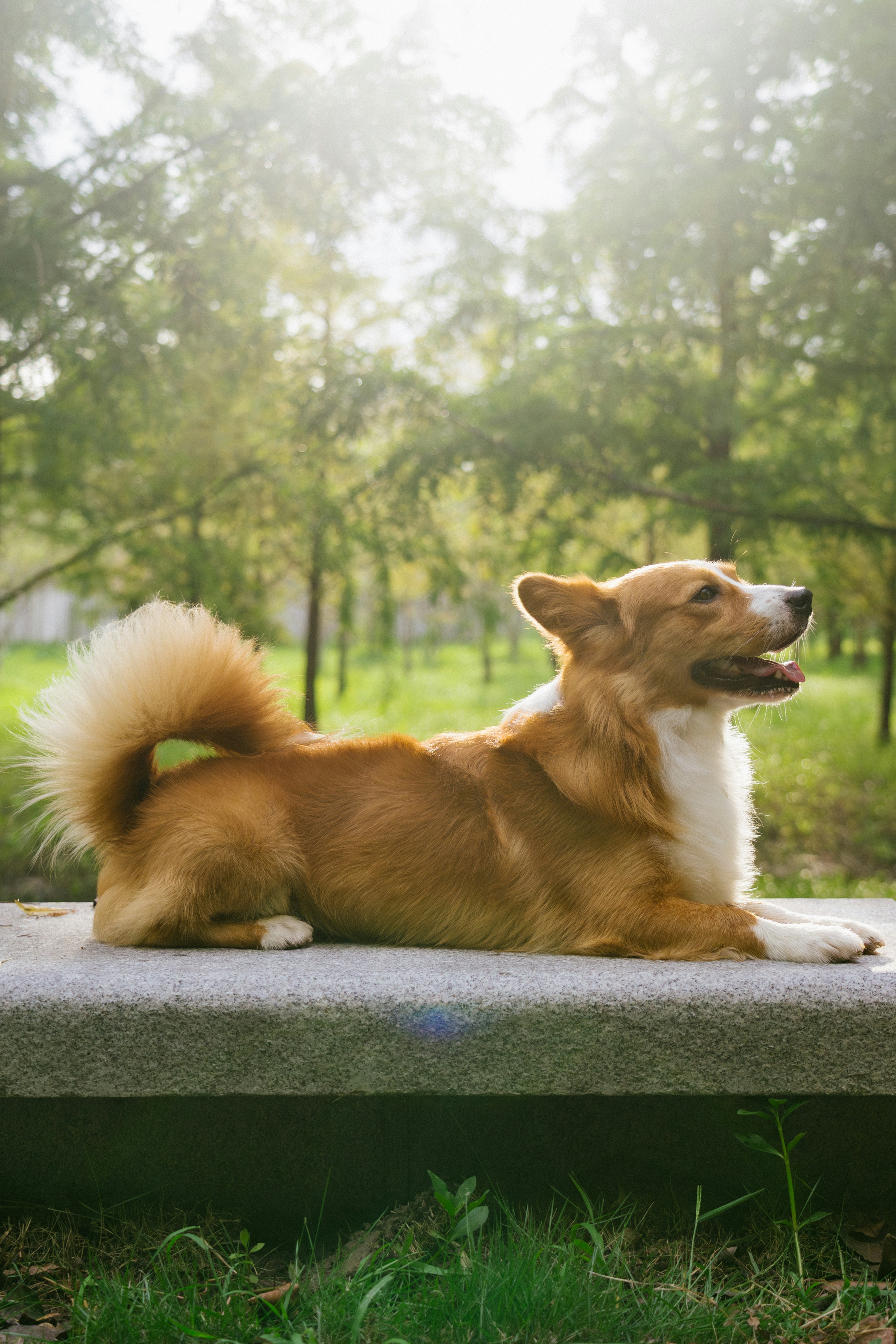 A fluffy corgi lying on a stone bench in a sunlit park
