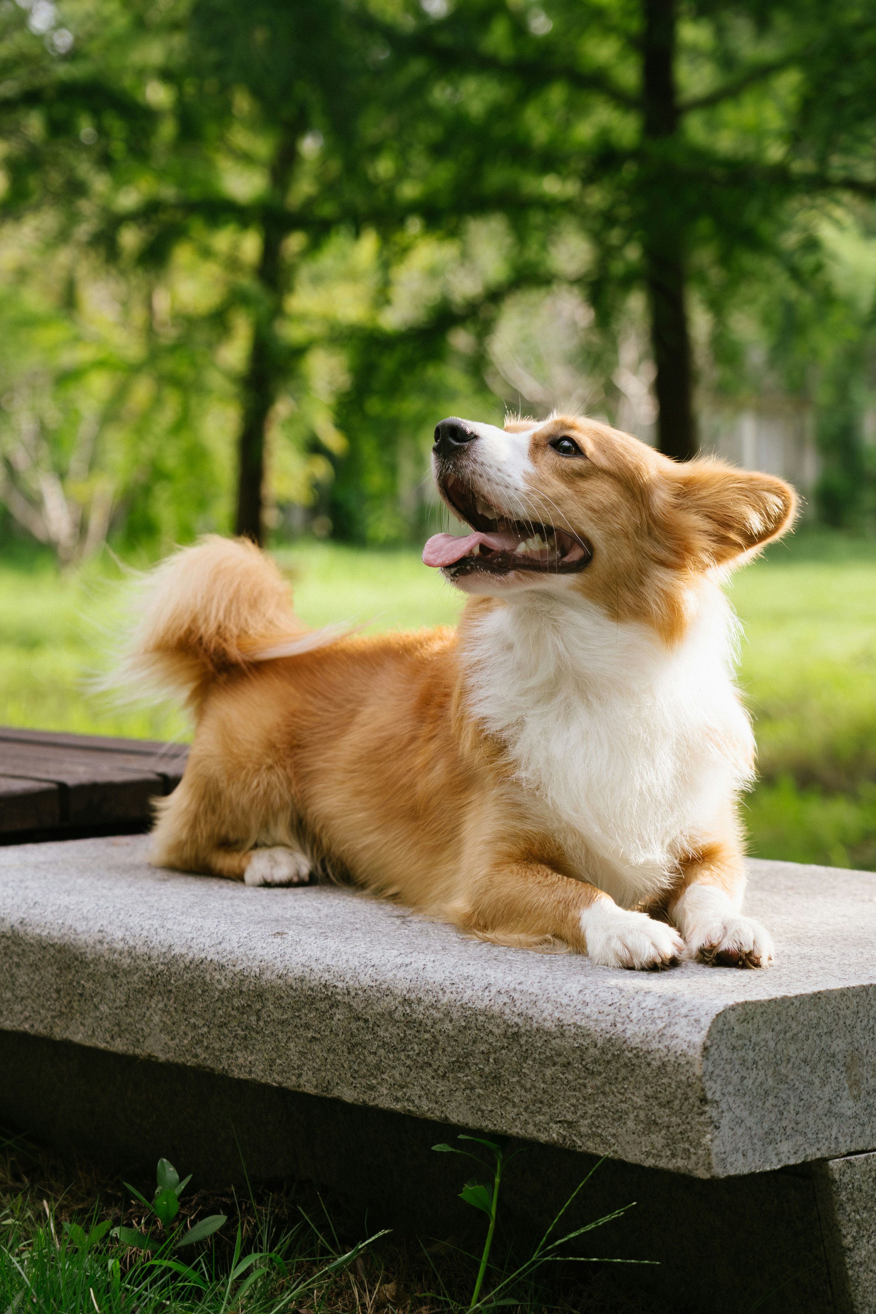 A fluffy corgi lying on a stone bench in a sunlit park