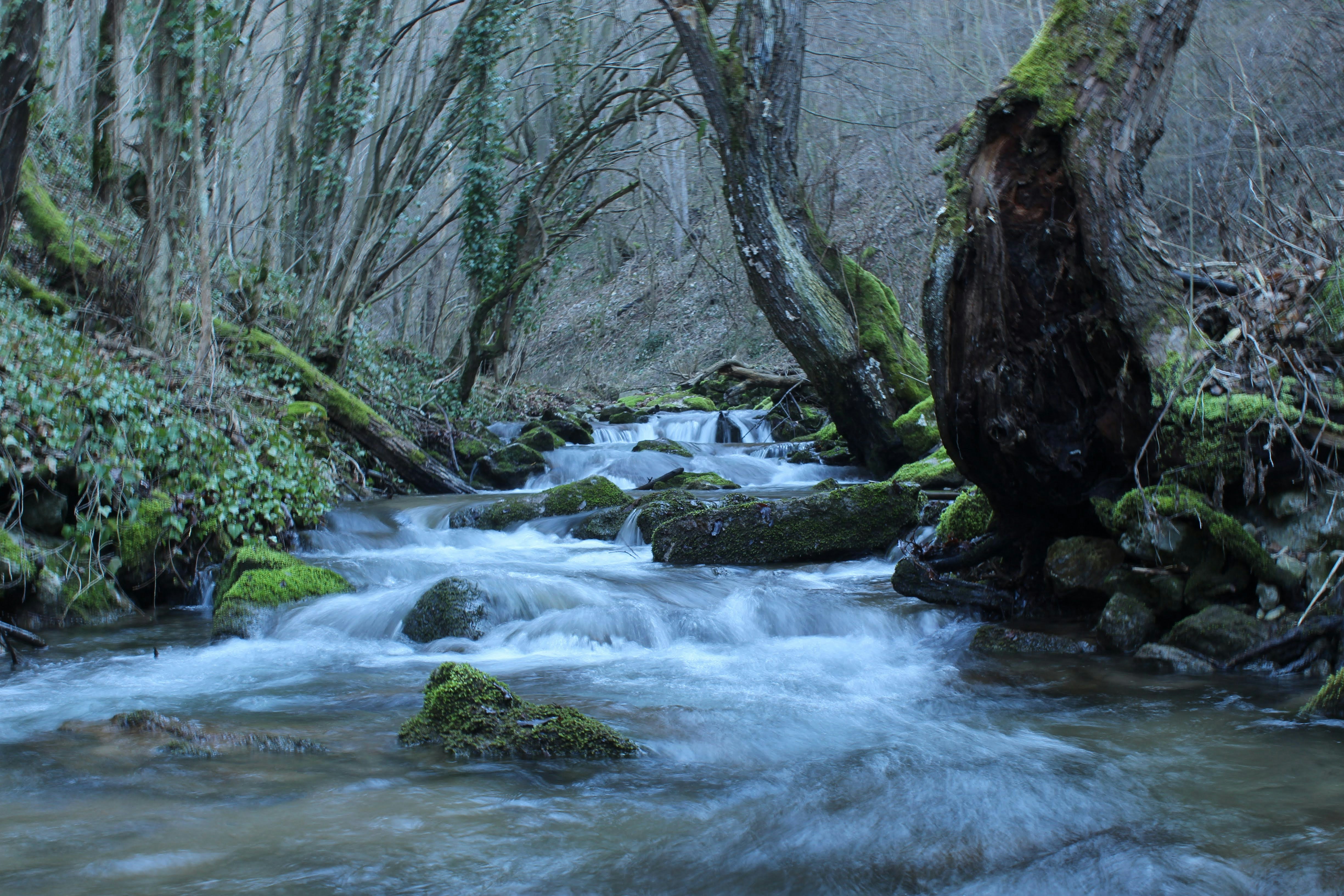 A small stream flowing over mossy rocks through a dense forest