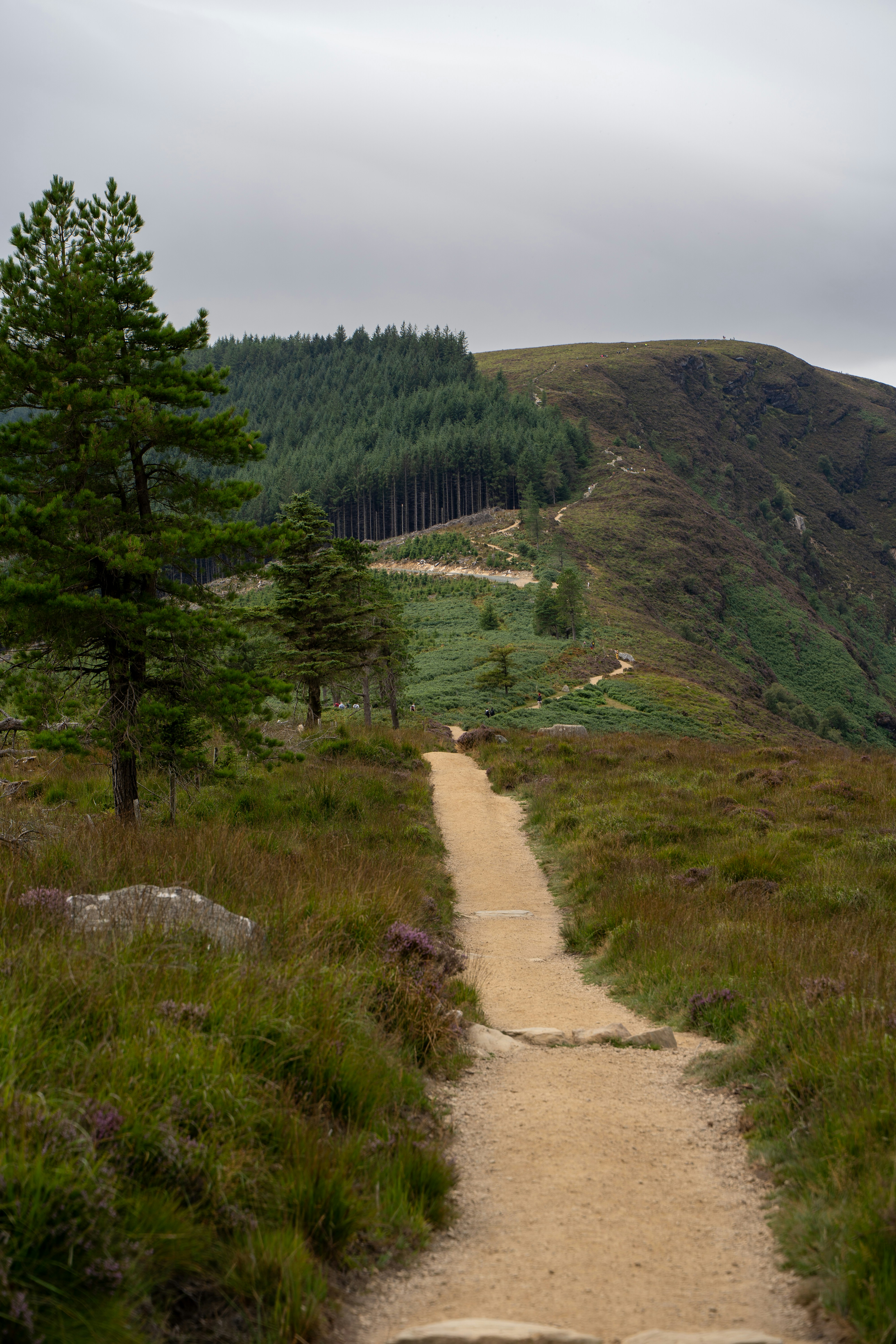 A dirt path winding through a grassy hillside toward a distant pine forest