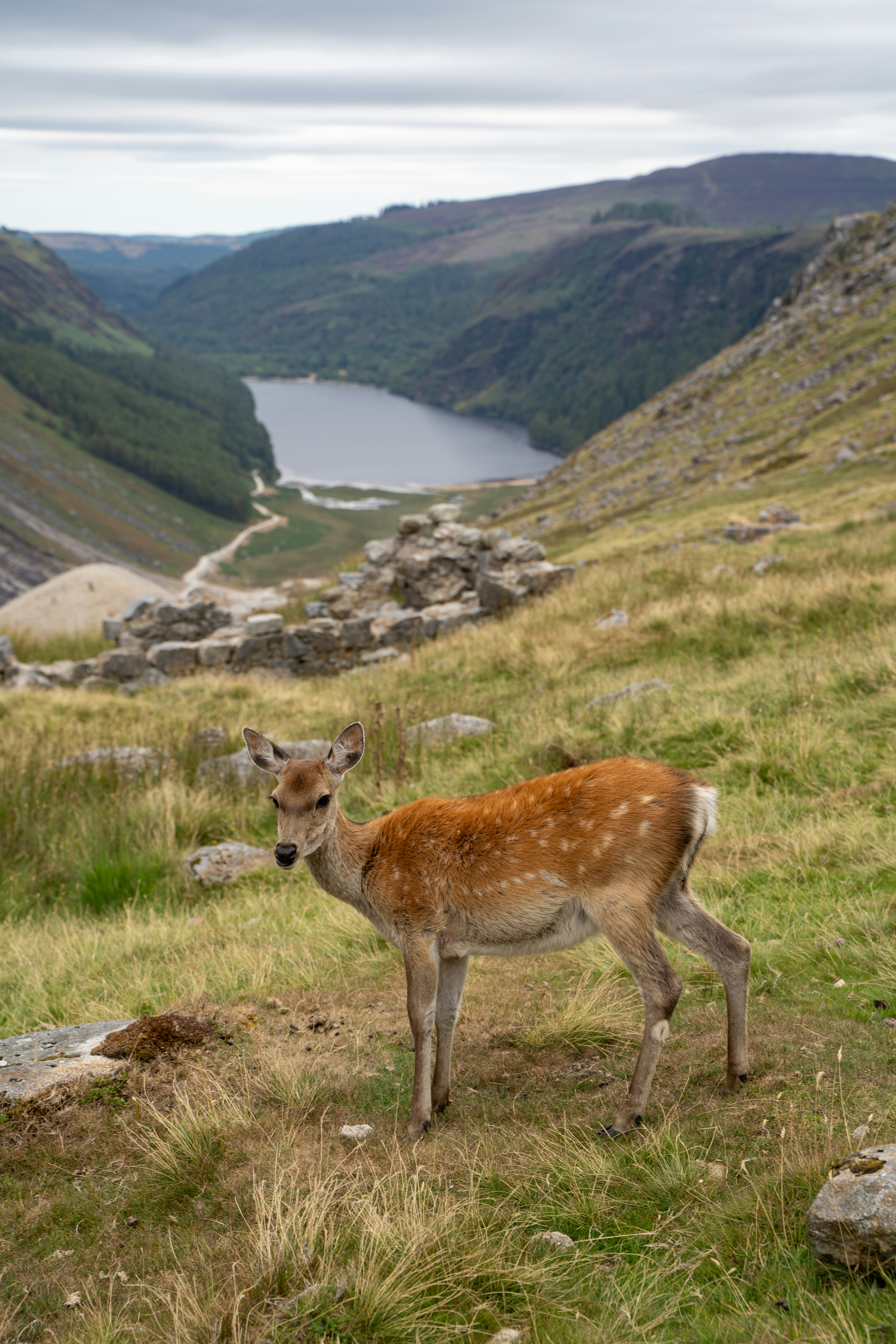 A spotted deer standing on a grassy hillside above a lake in a valley