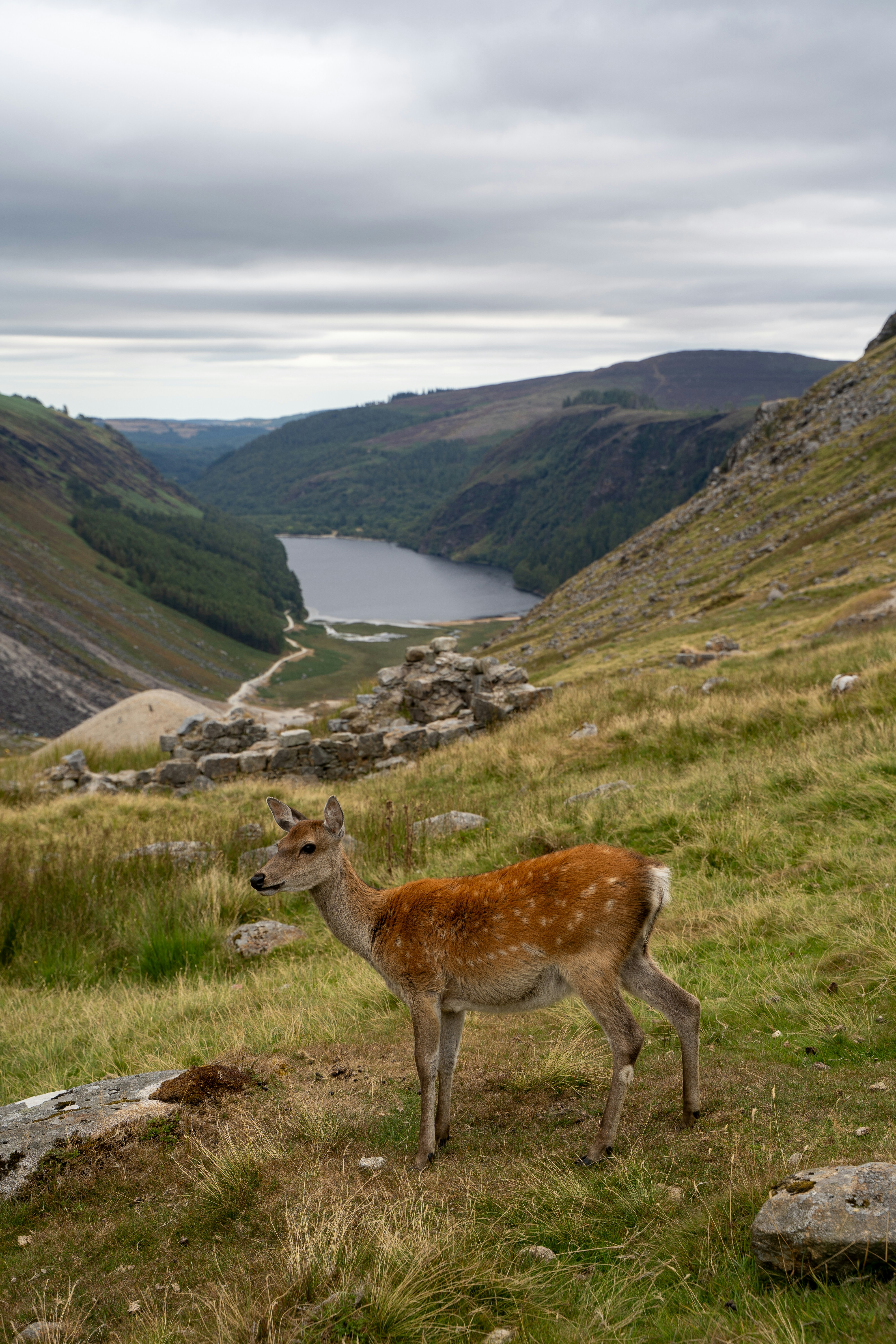 A spotted deer on a grassy hillside overlooking a lake in a valley