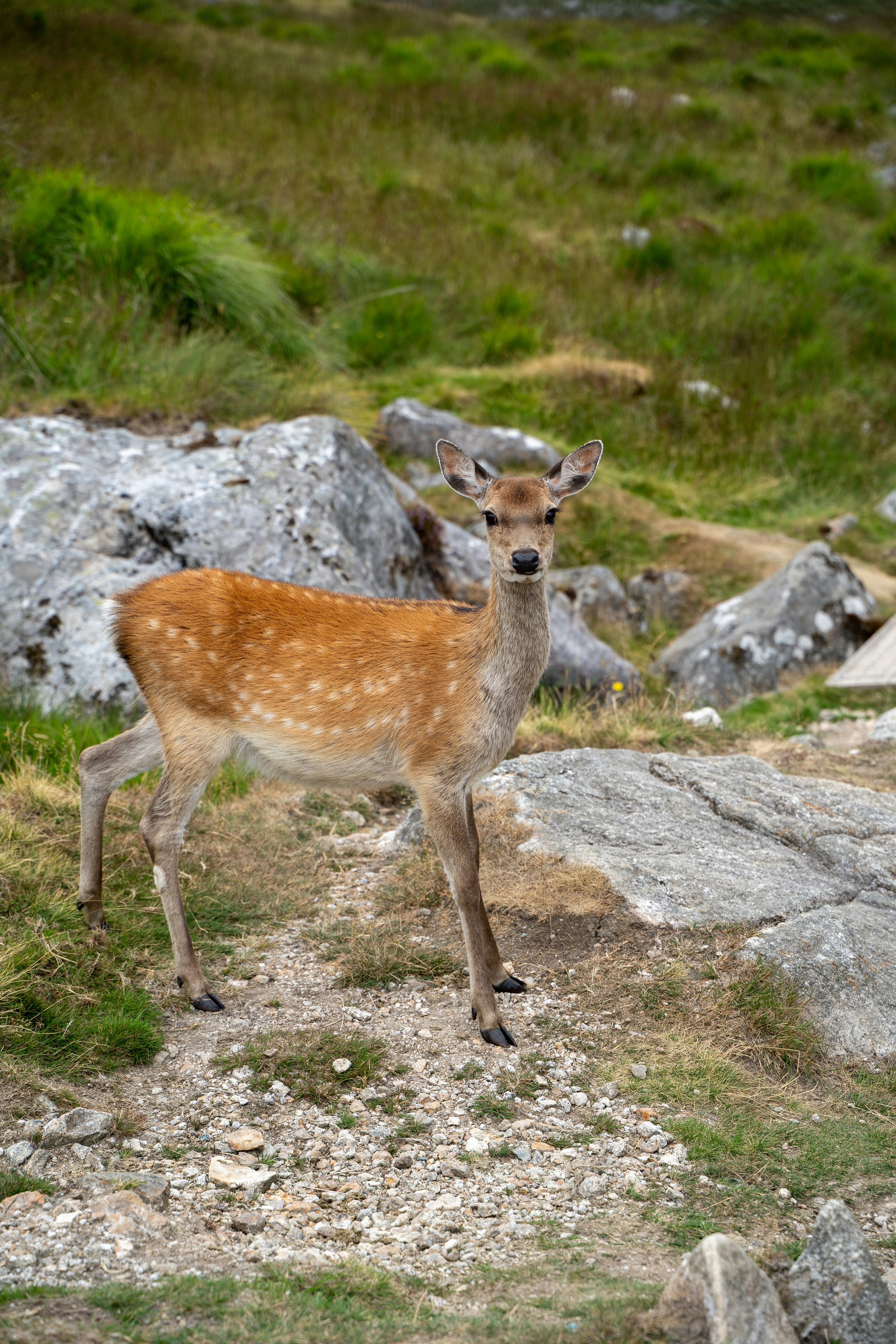 A young sika deer with a spotted coat standing on a rocky path