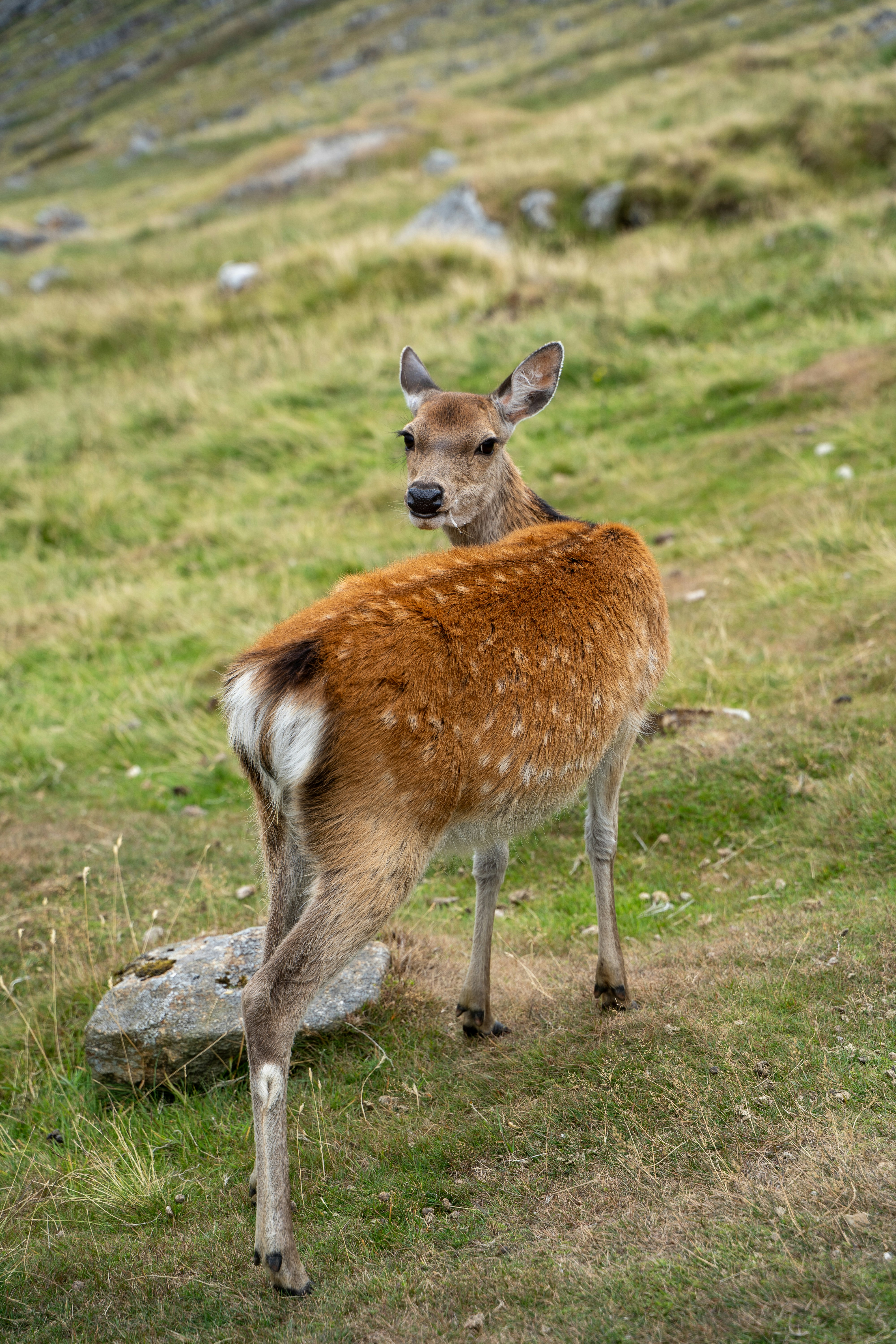 A spotted deer standing on a grassy hillside and looking back
