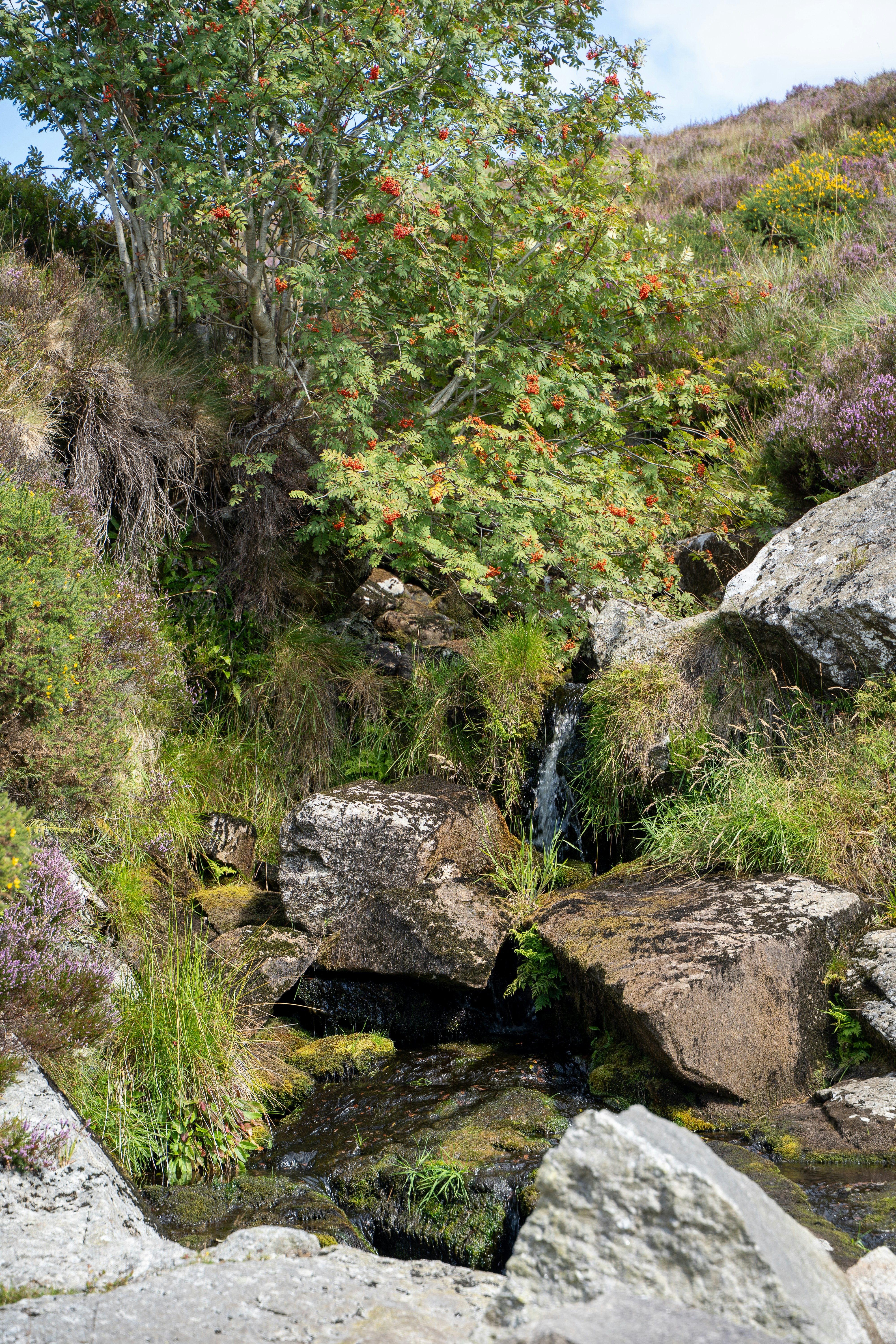 A small waterfall flowing over mossy rocks beneath a rowan tree with red berries