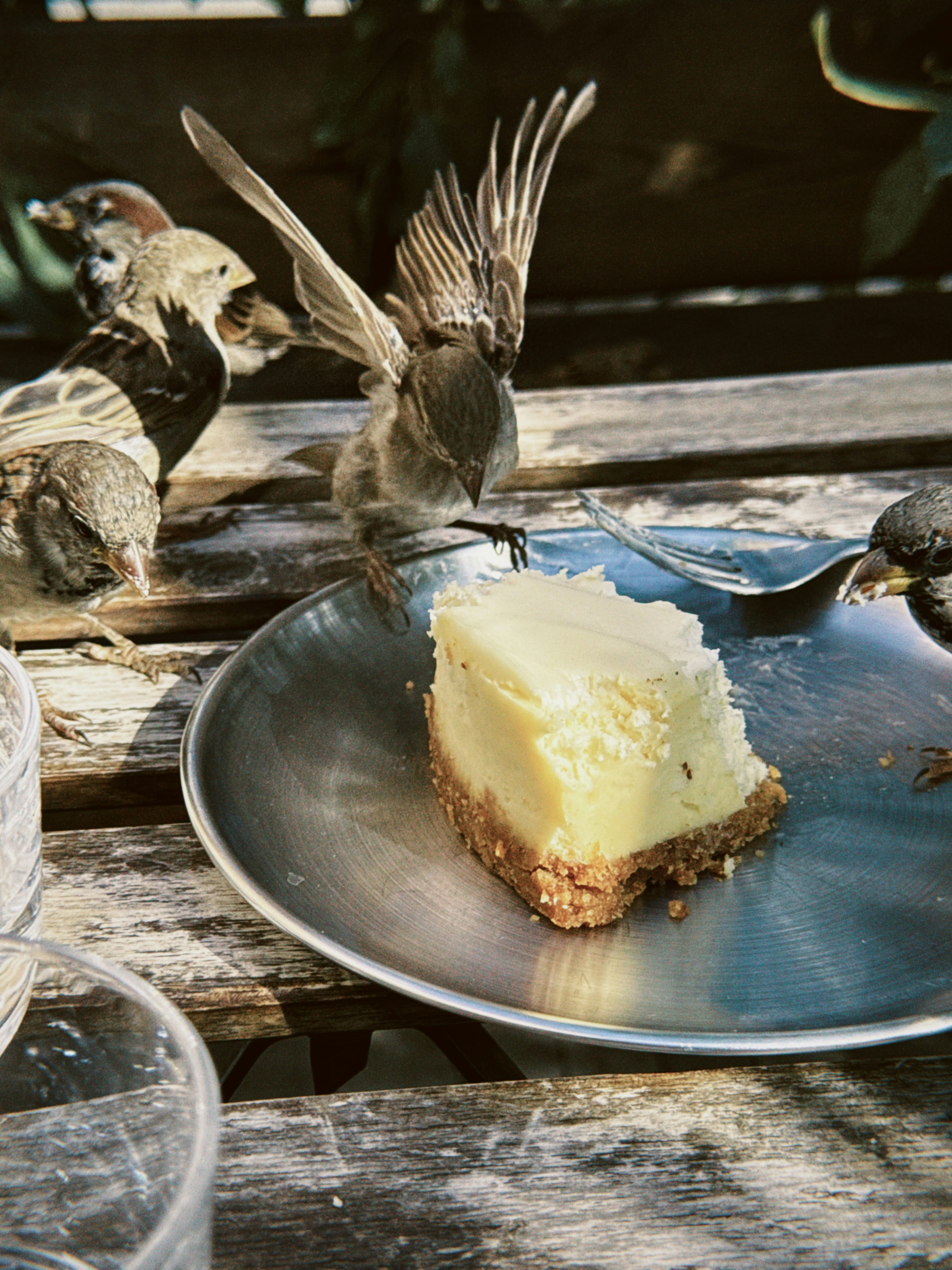 A group of sparrows eating a slice of cheesecake on a metal plate