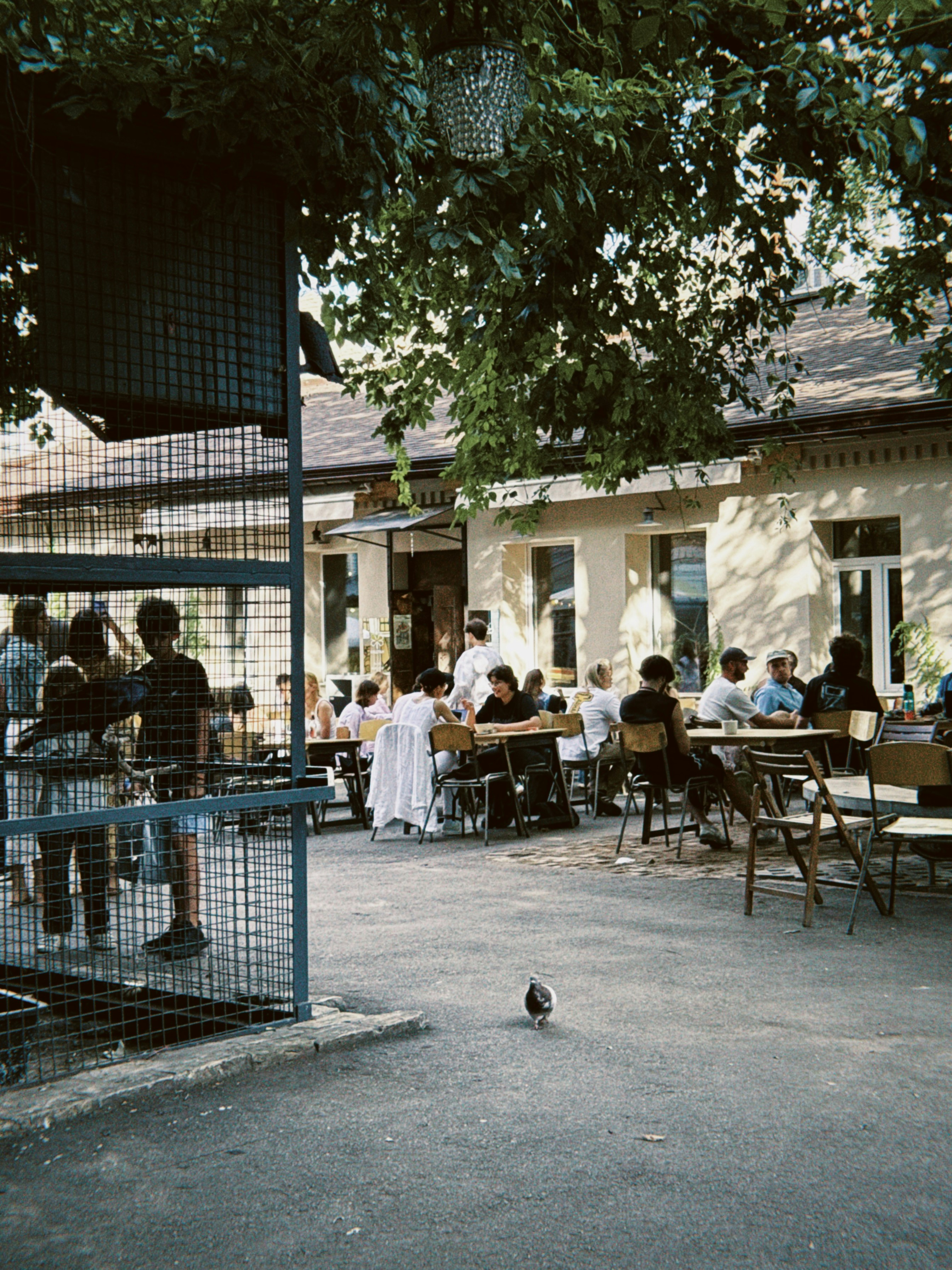 People sitting at tables on a sunny outdoor patio with a pigeon nearby