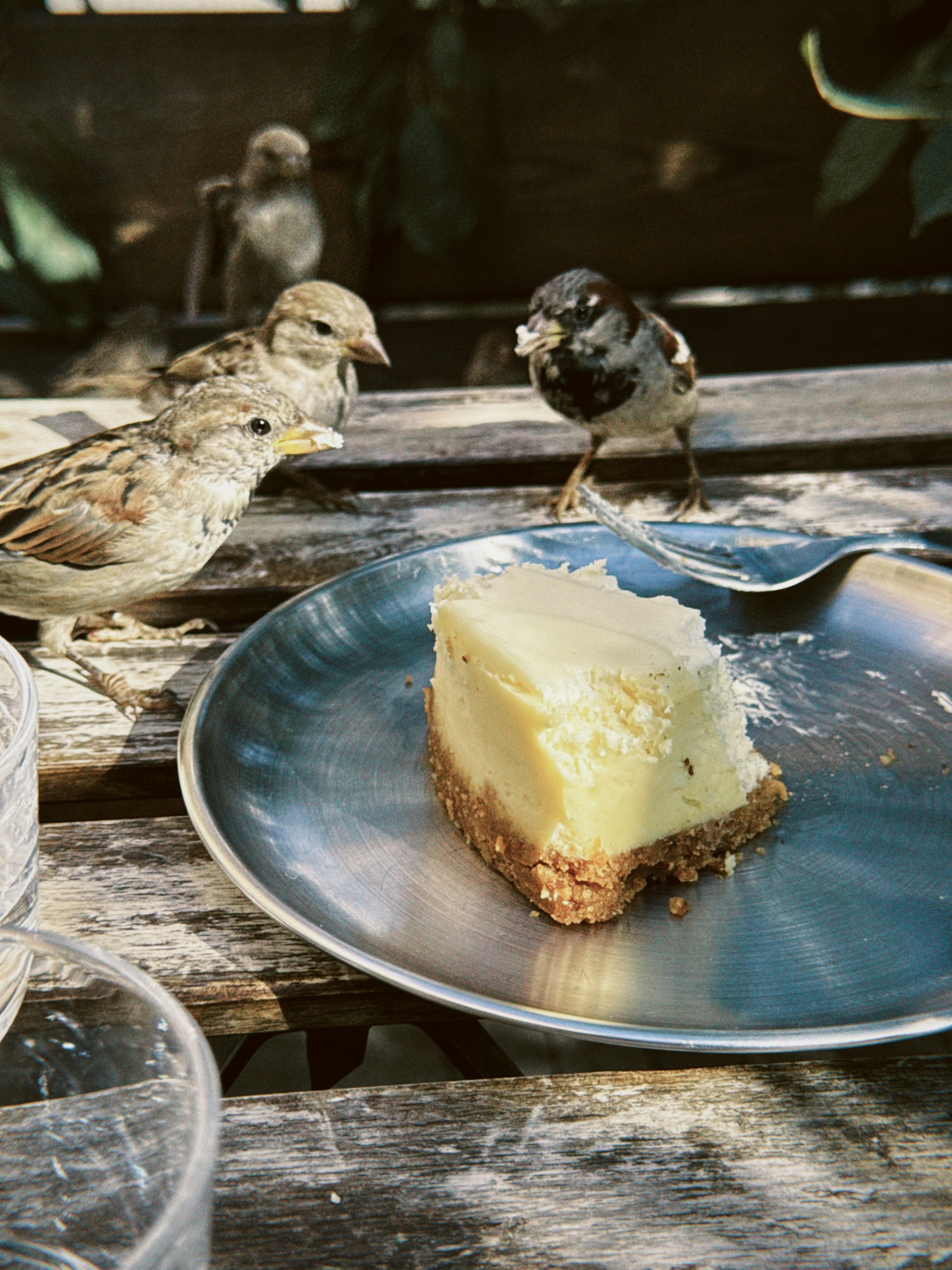 Three sparrows on a wooden table near a slice of cheesecake on a plate