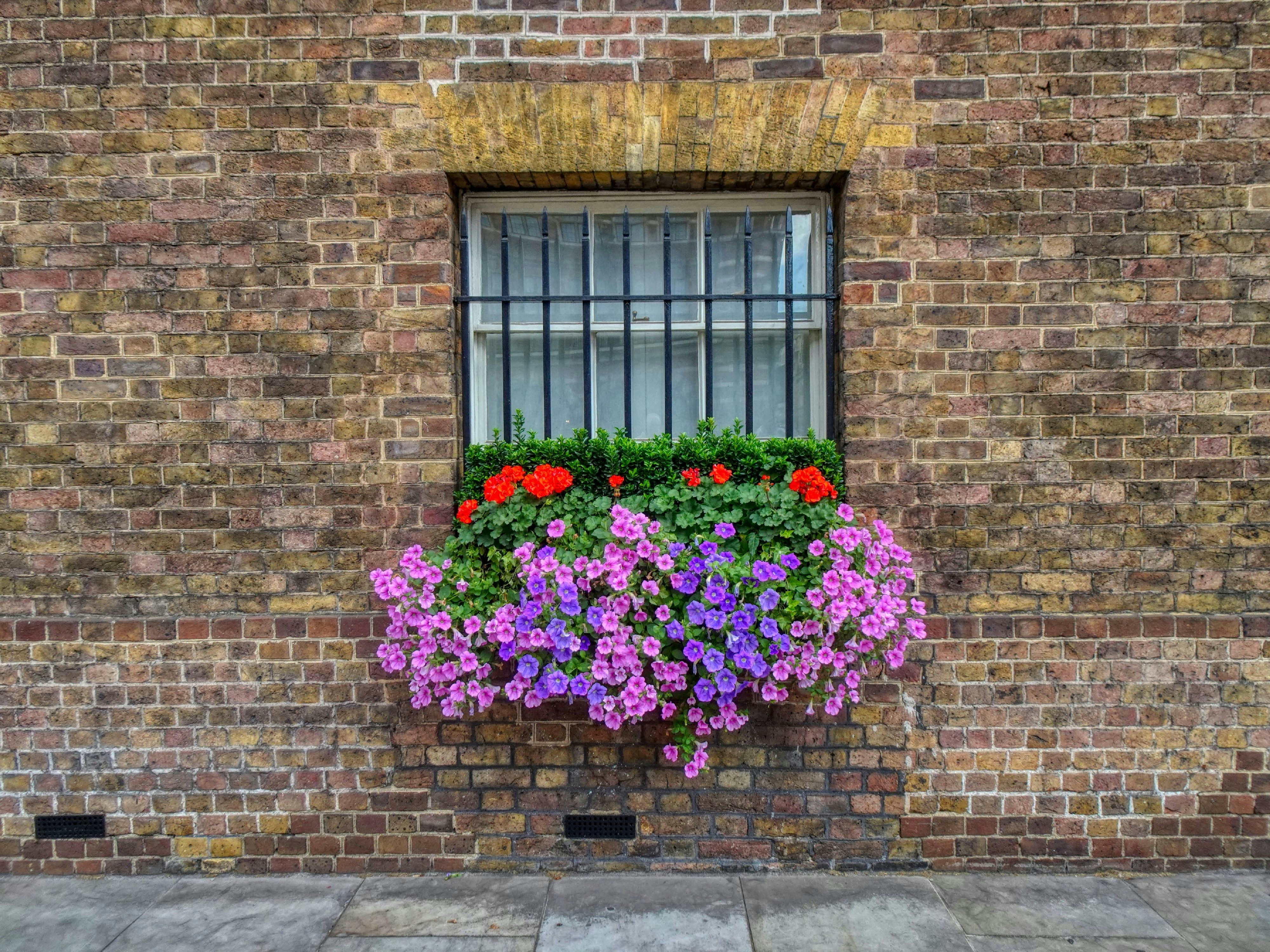 Une fenêtre avec des barreaux en fer et un jardinier de fleurs vibrant accroché à un mur de briques