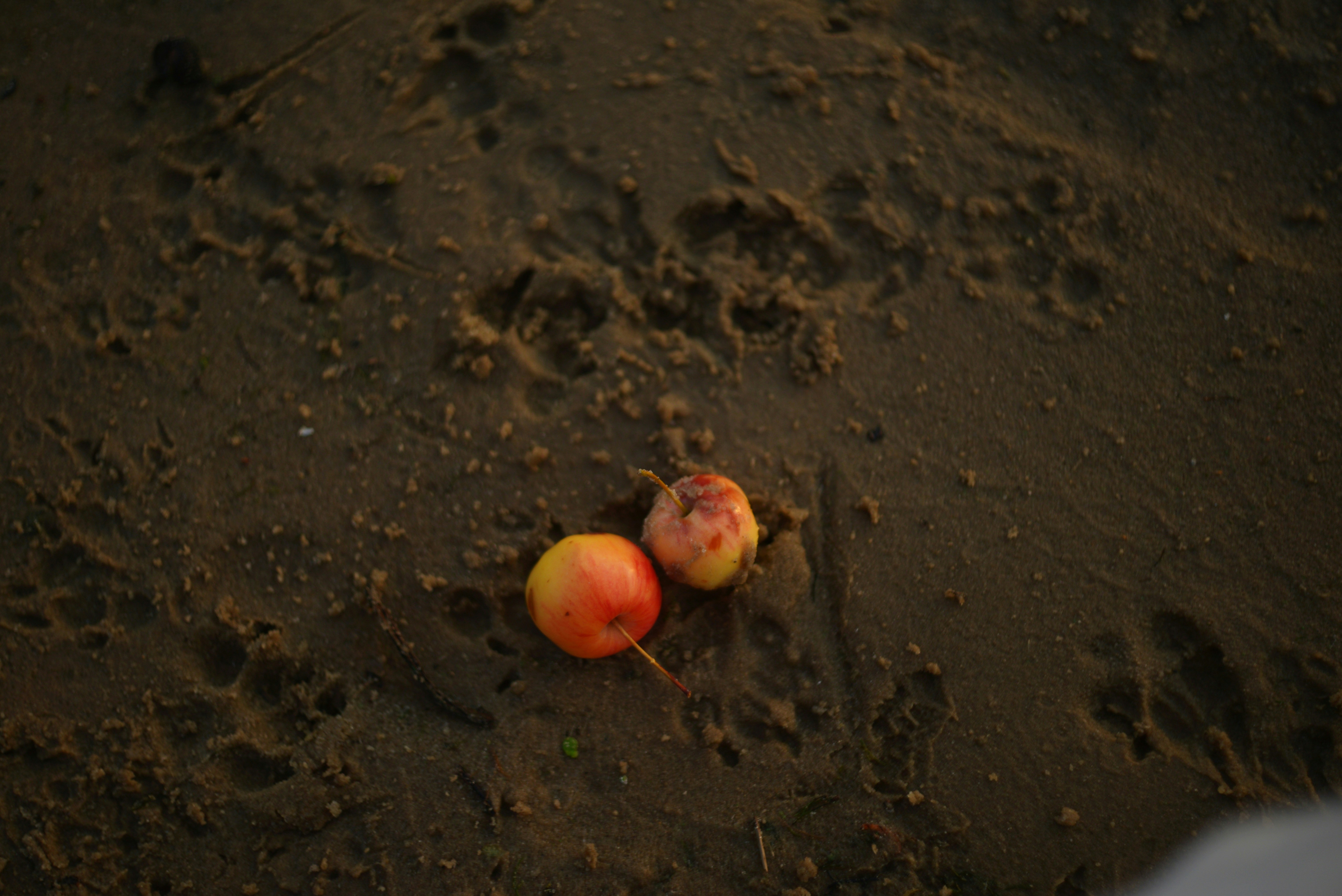 Two small red and yellow apples resting on damp dark sand