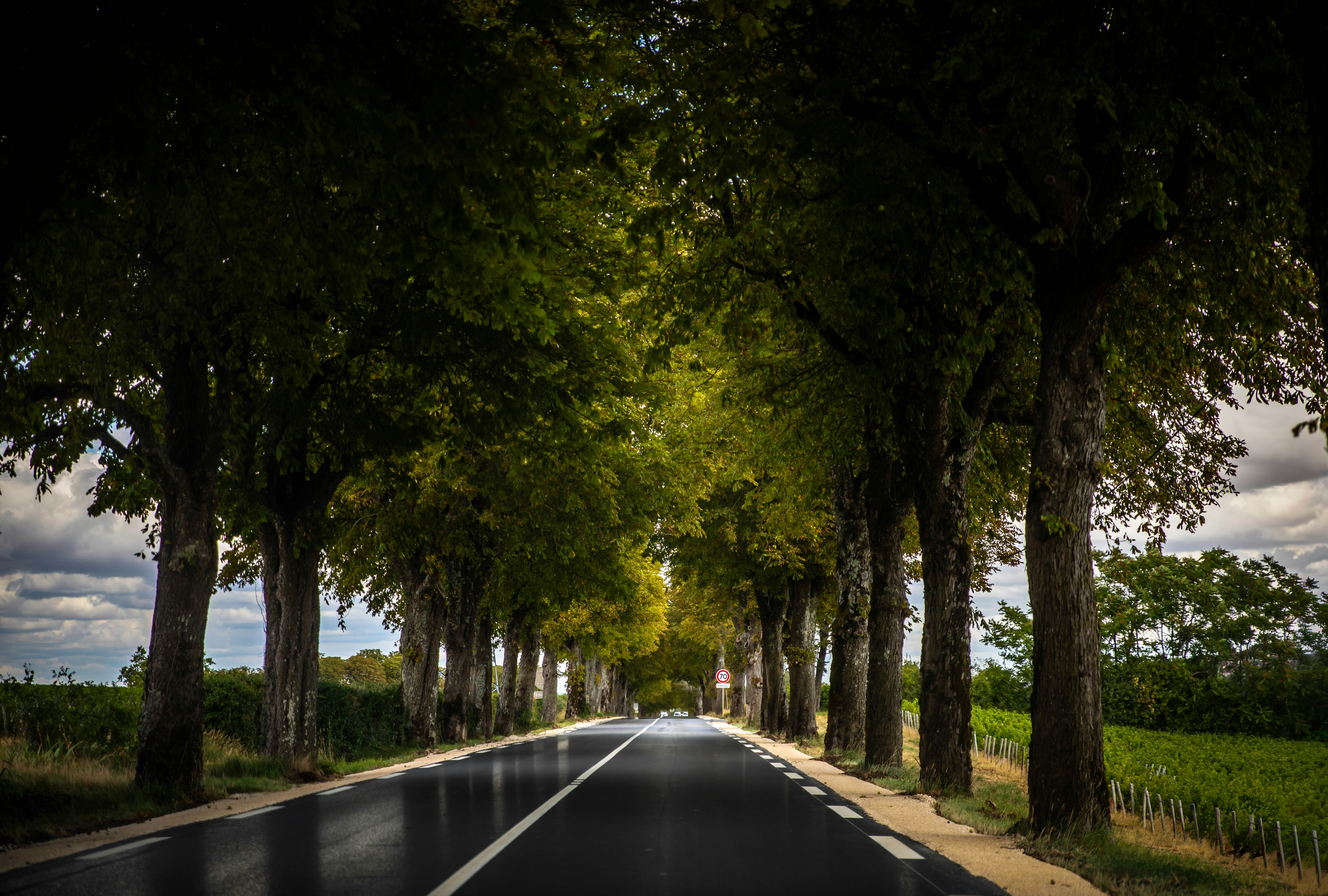 A paved road lined with tall leafy trees under a cloudy sky