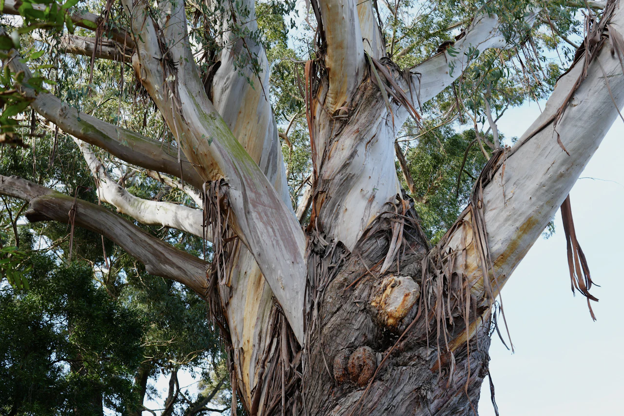 Eucalyptus trunk with smooth peeling bark