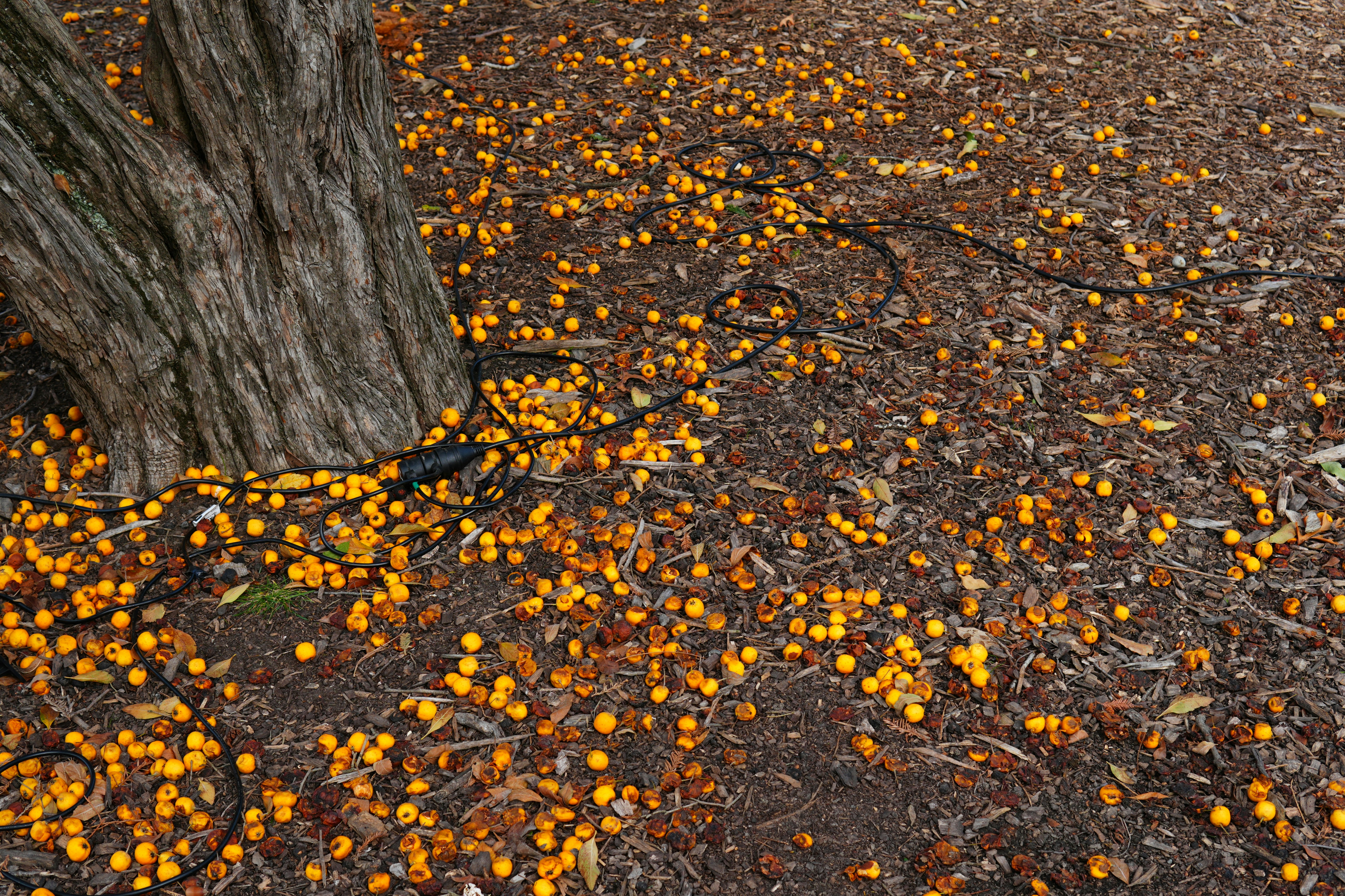 Yellow crabapples scattered on mulch around a tree trunk with a black power cord