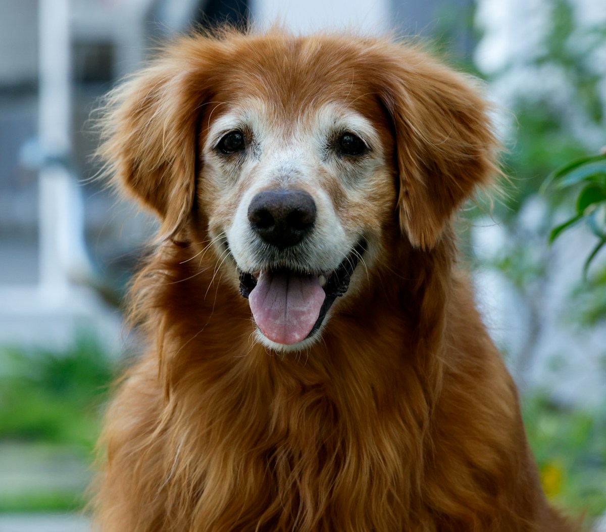 Golden Retriever idoso de focinho grisalho olhando para a câmera com a língua para fora