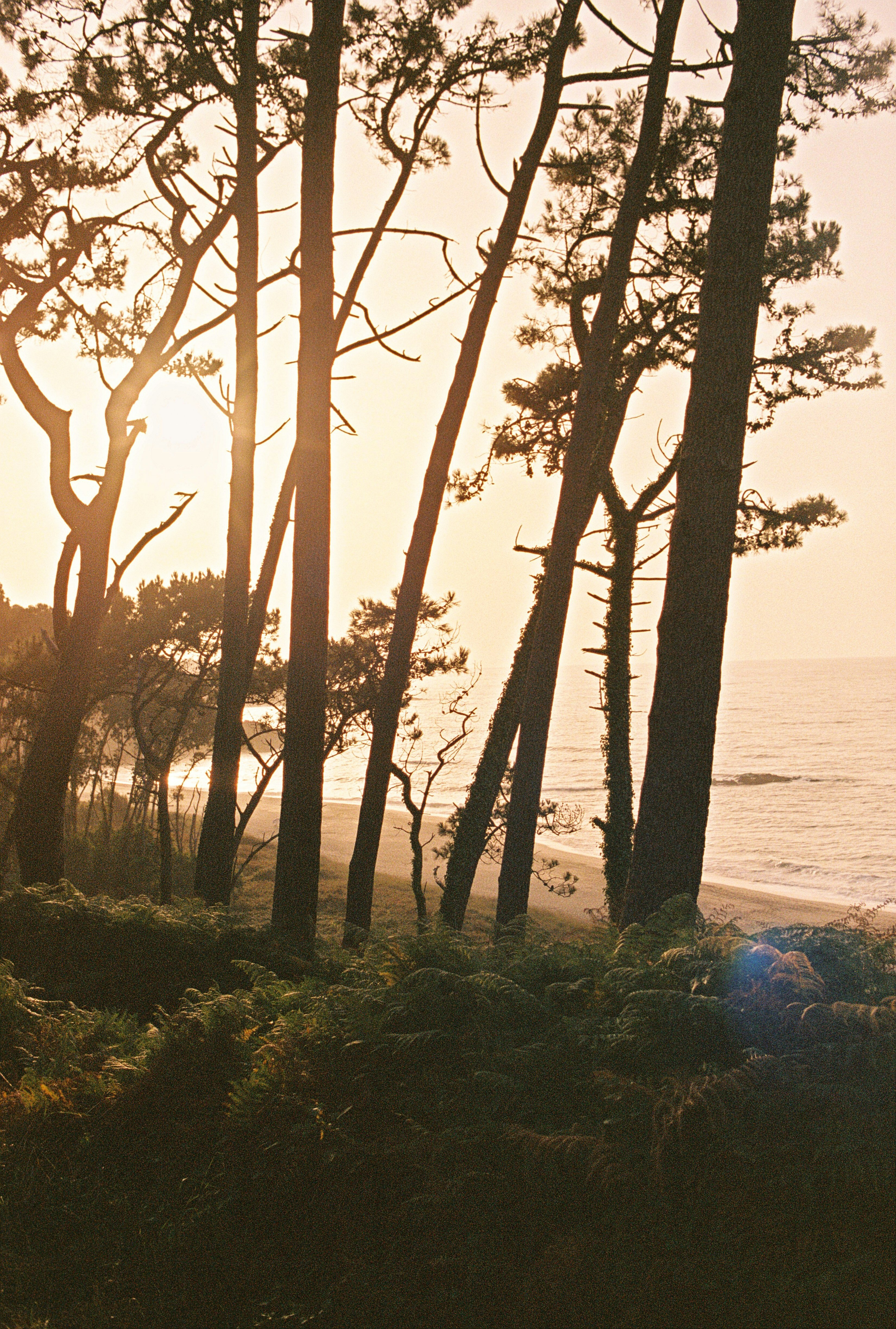 Tall pine trees silhouetted against a warm golden sky above a sandy beach